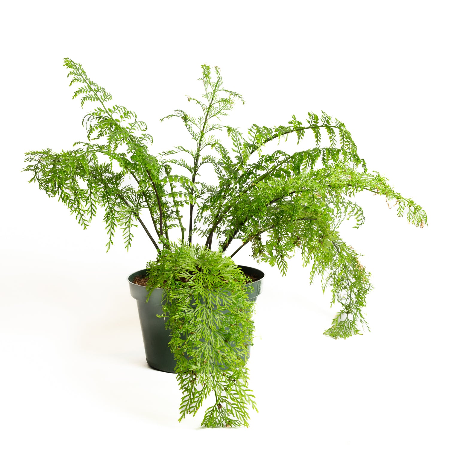 Fern 'Mother' 8" - Urban Sprouts