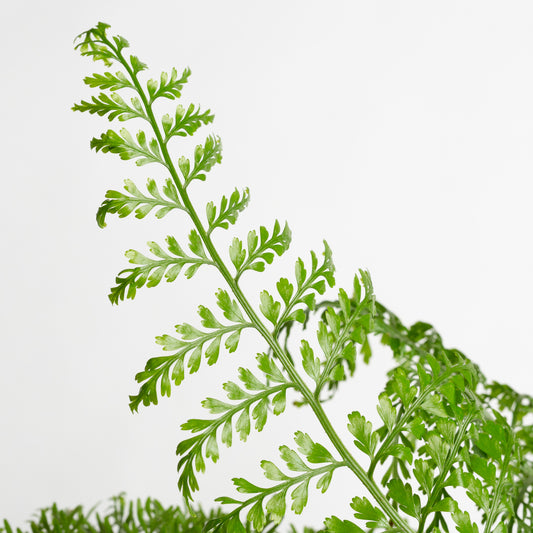 Fern 'Mother' 8" - Urban Sprouts