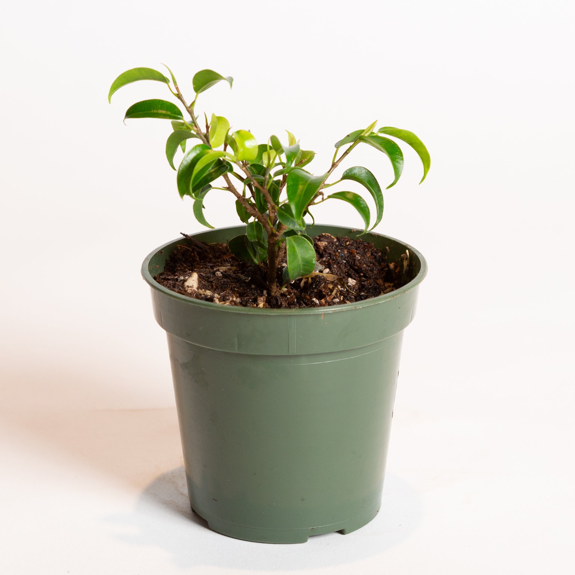 Ficus 'Curly Weeping Fig' 4" - Urban Sprouts