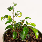 Ficus 'Curly Weeping Fig' 4" - Urban Sprouts