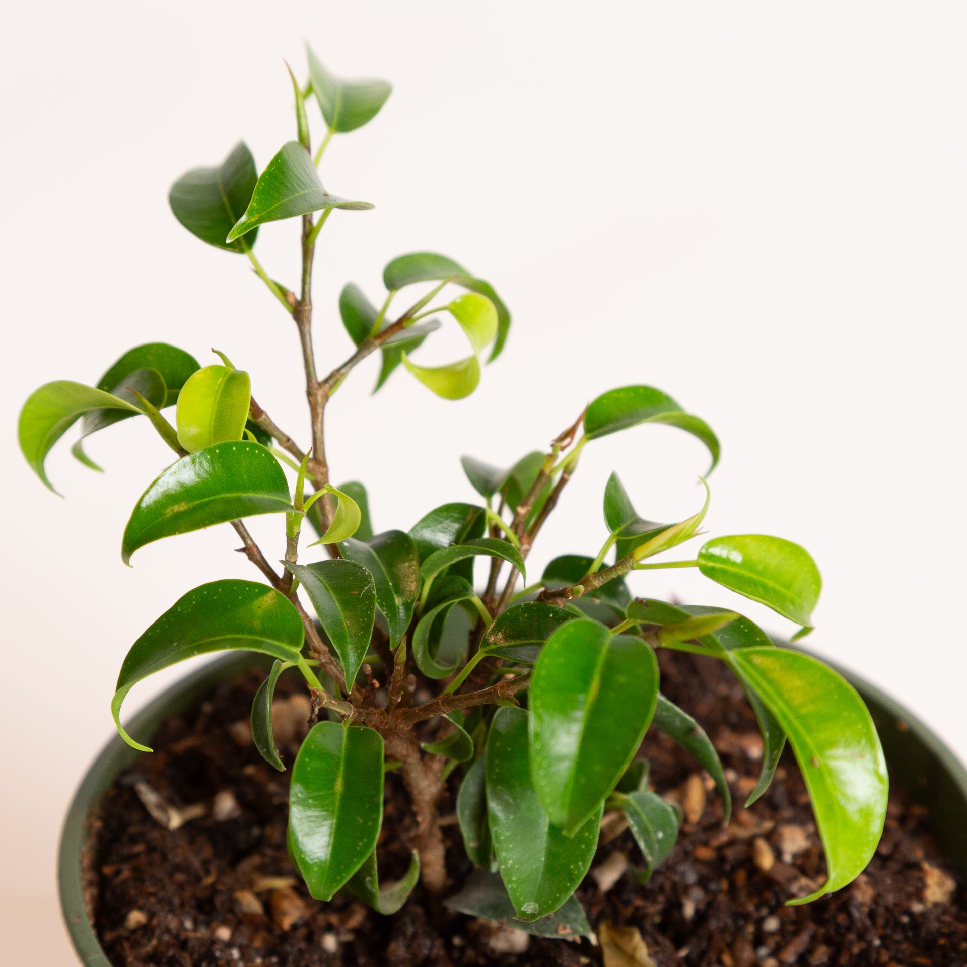 Ficus 'Curly Weeping Fig' 4" - Urban Sprouts