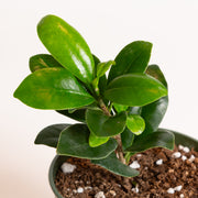 Ficus 'Moclame' 4" - Urban Sprouts