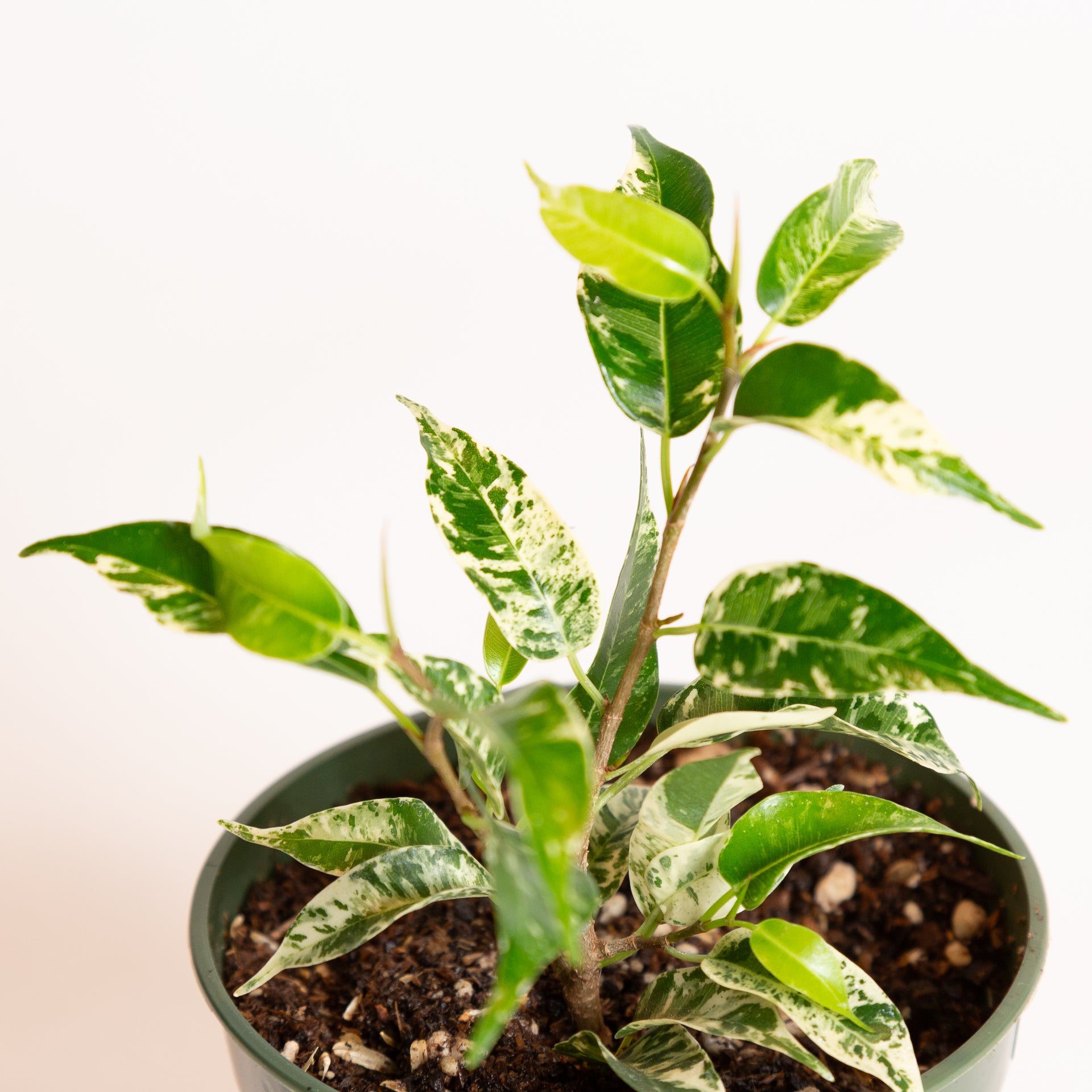 Ficus ' Weeping Fig - El Dorado' 4" - Urban Sprouts