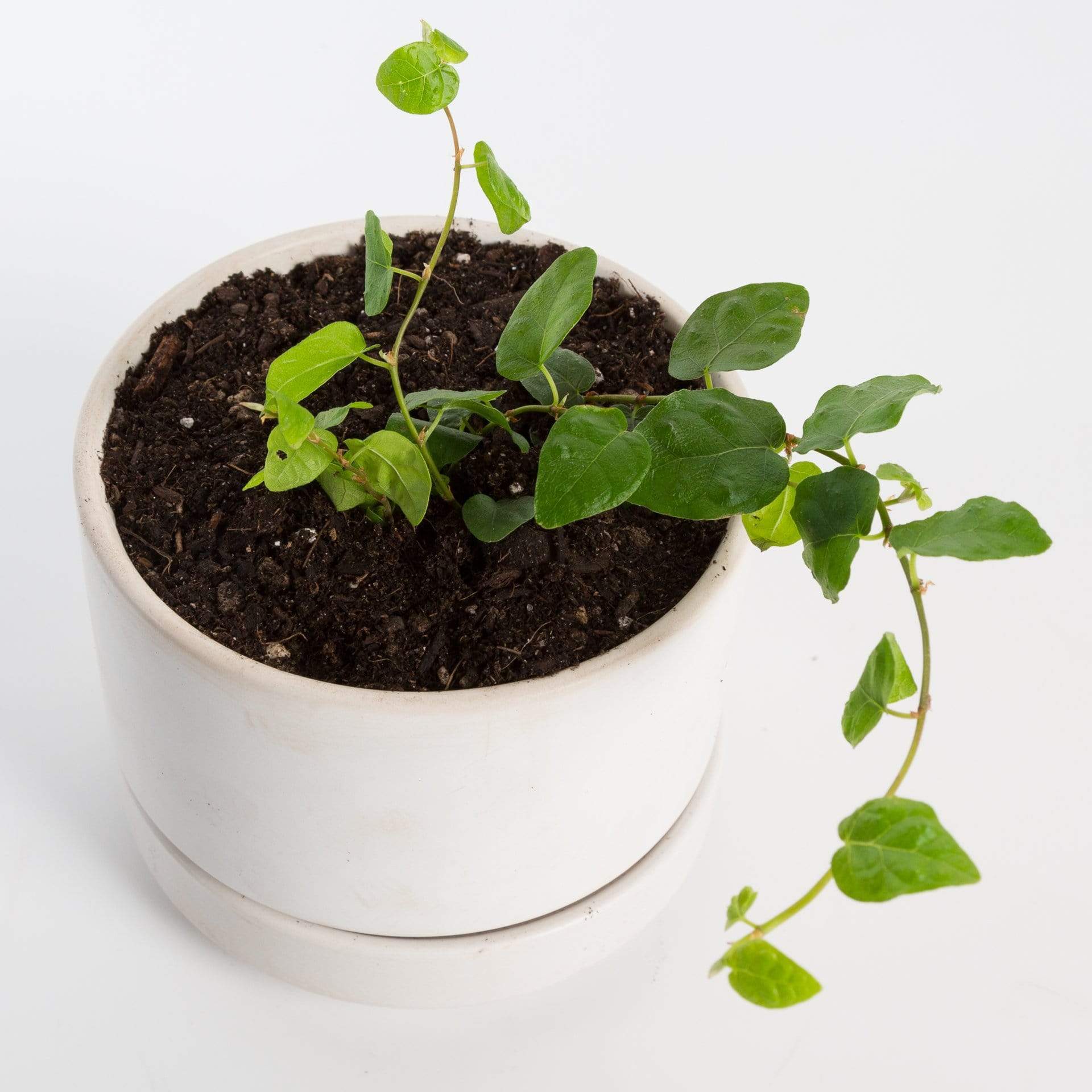 Urban Sprouts Plant Fig 'Creeping'