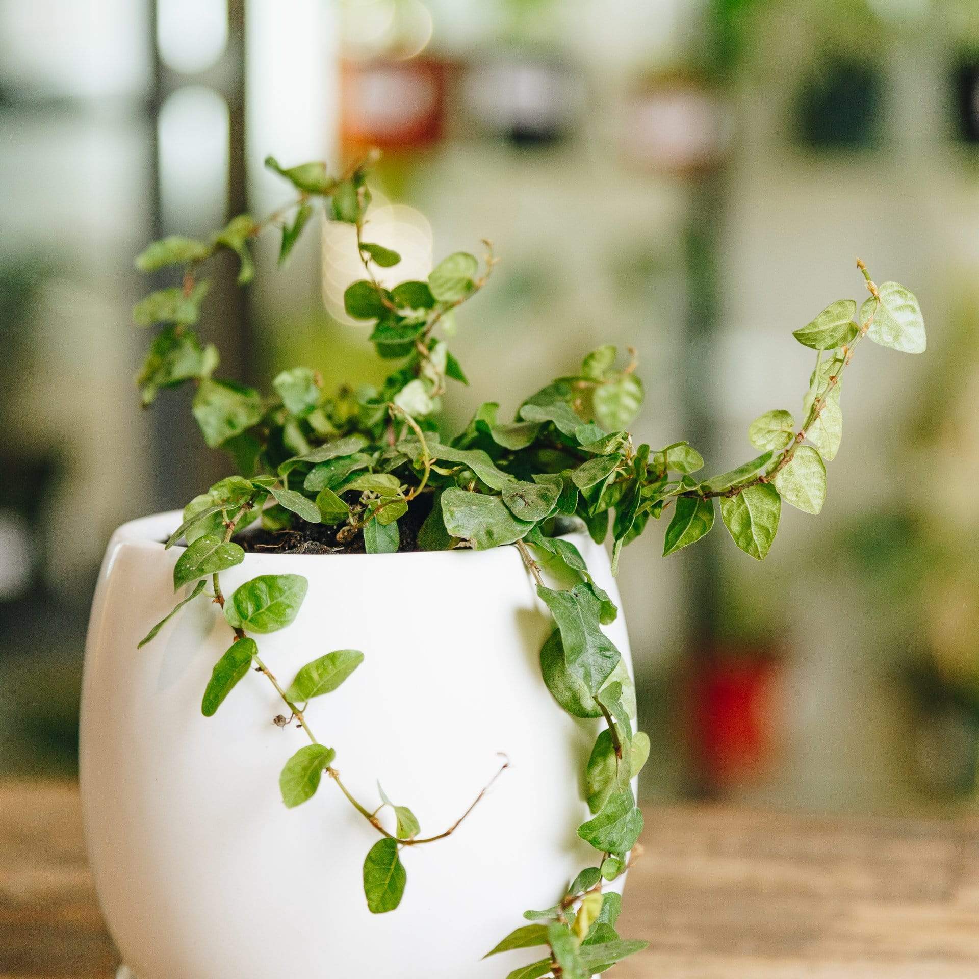 Urban Sprouts Plant Fig 'Creeping'