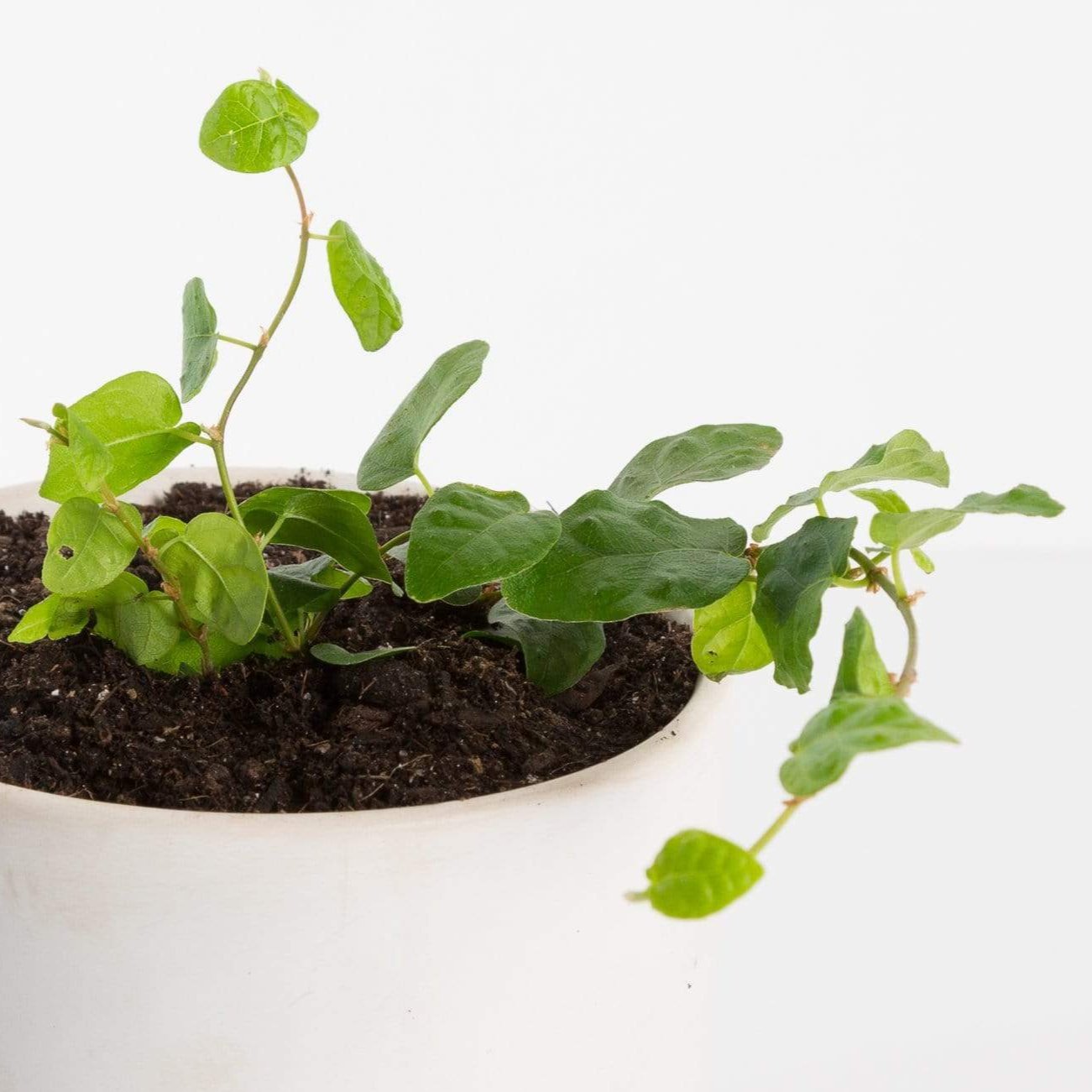 Urban Sprouts Plant Fig 'Creeping'