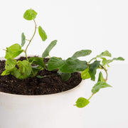 Urban Sprouts Plant Fig 'Creeping'