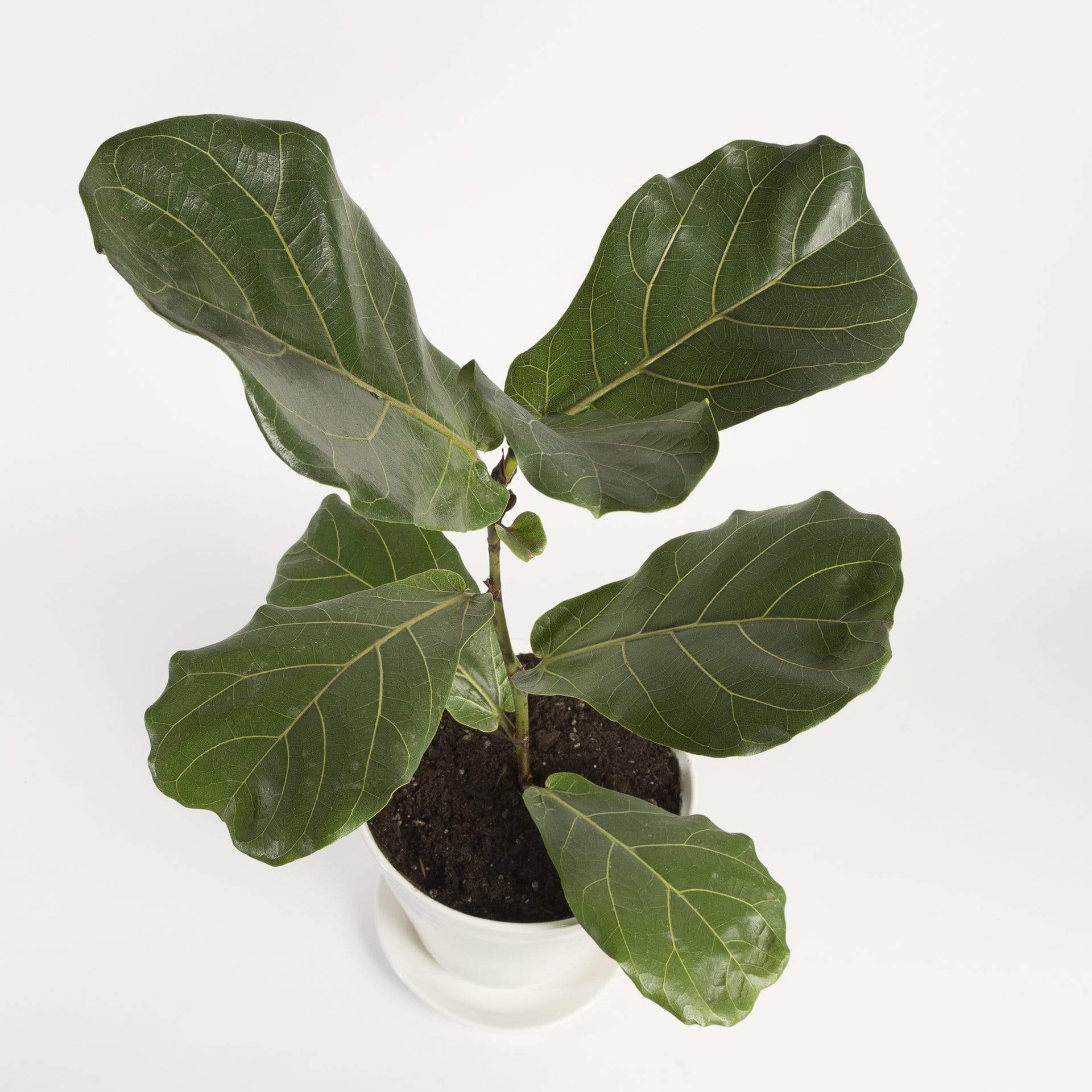 Urban Sprouts Plant Fig 'Fiddle Leaf'