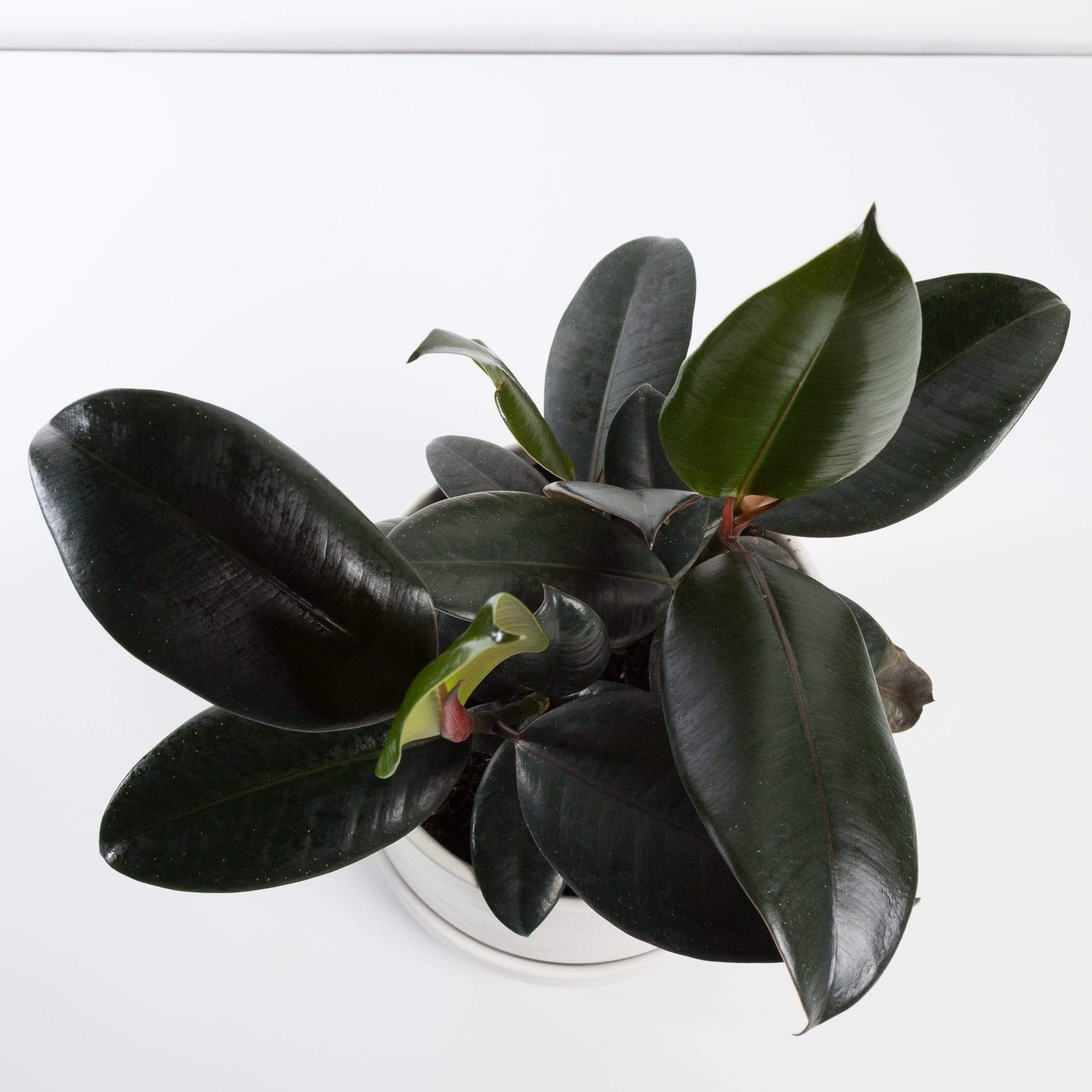 rubber tree fig Fig 'Rubber Tree