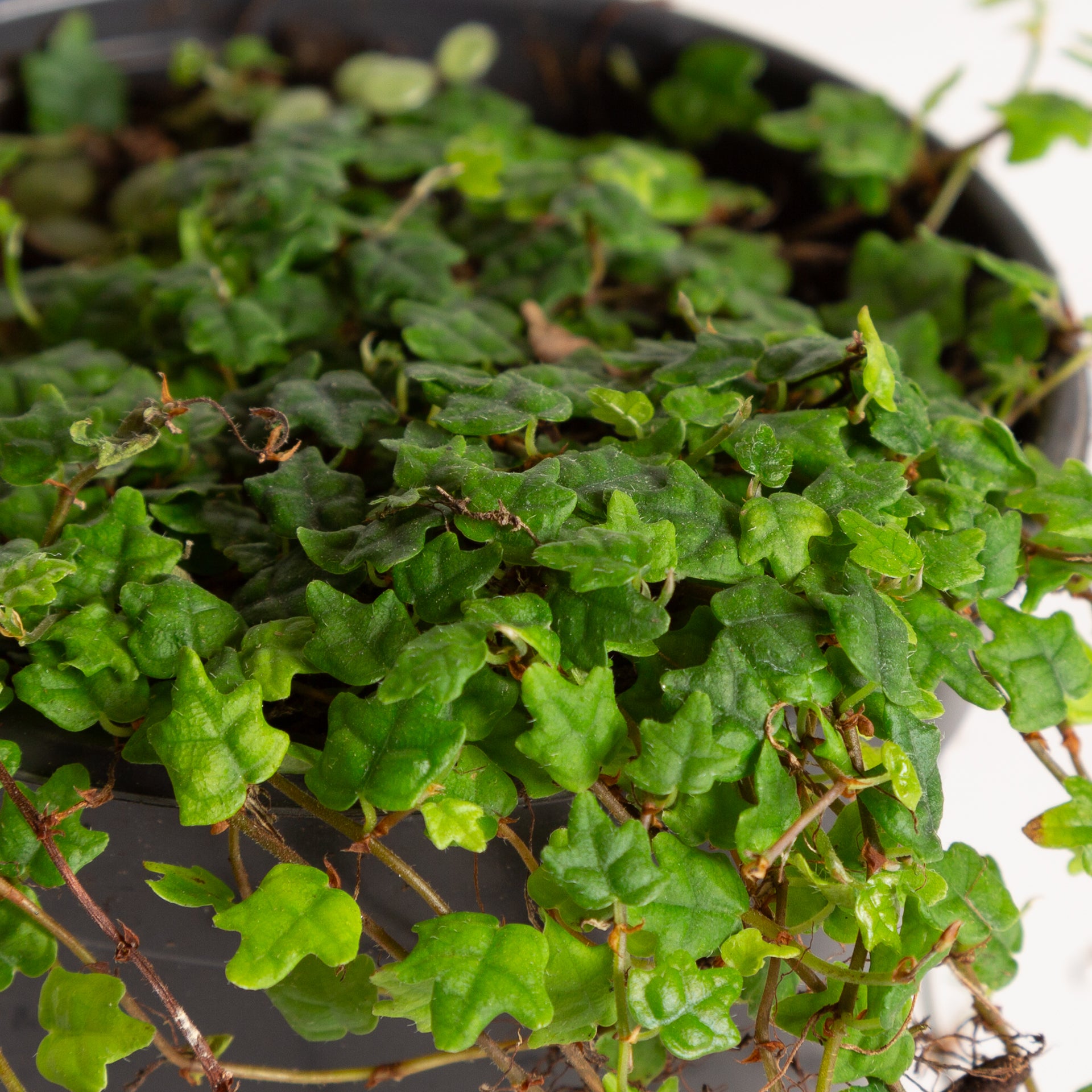 Fig 'String of Frogs' 4" - Urban Sprouts