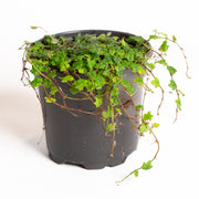 Fig 'String of Frogs' 4" - Urban Sprouts