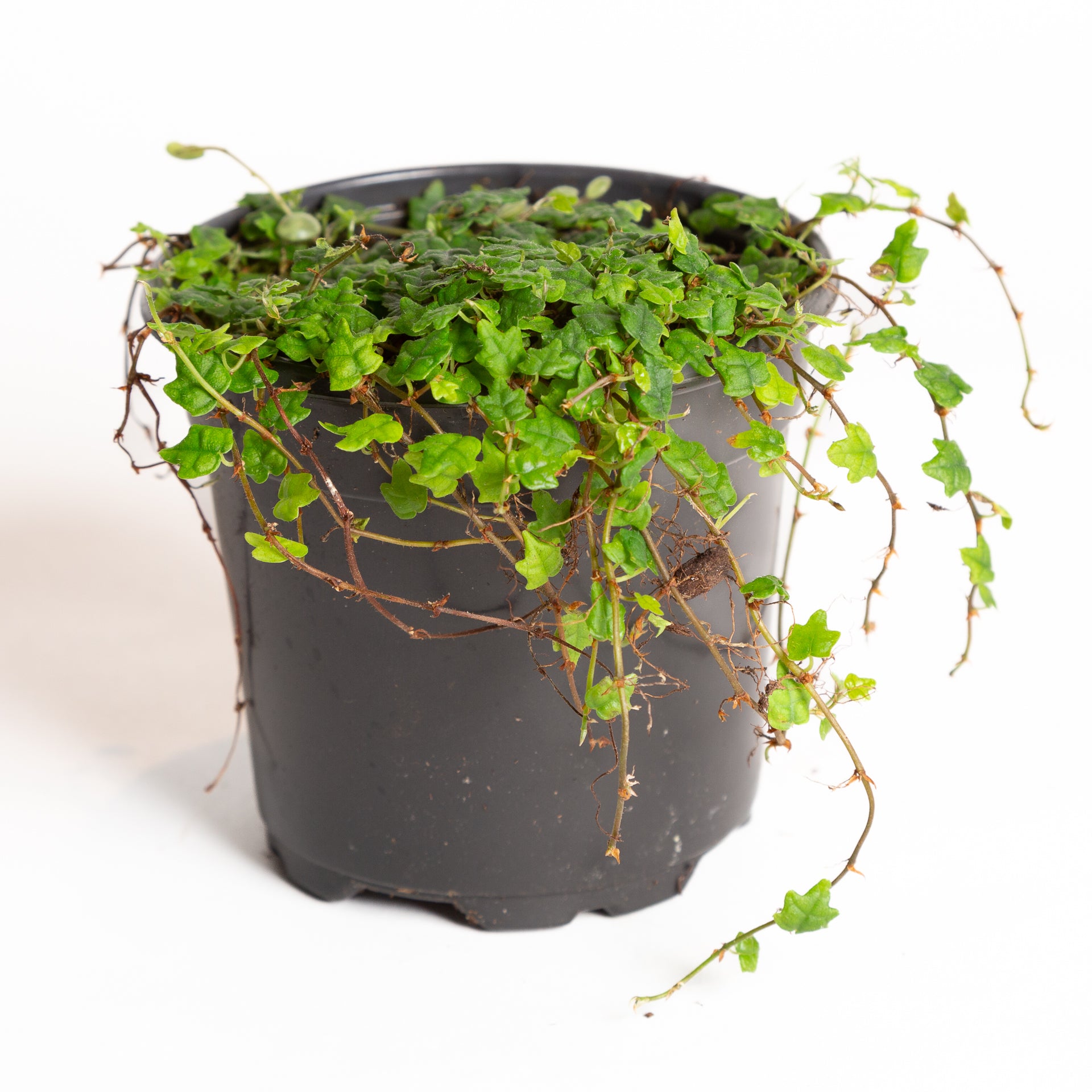 Fig 'String of Frogs' 4" - Urban Sprouts