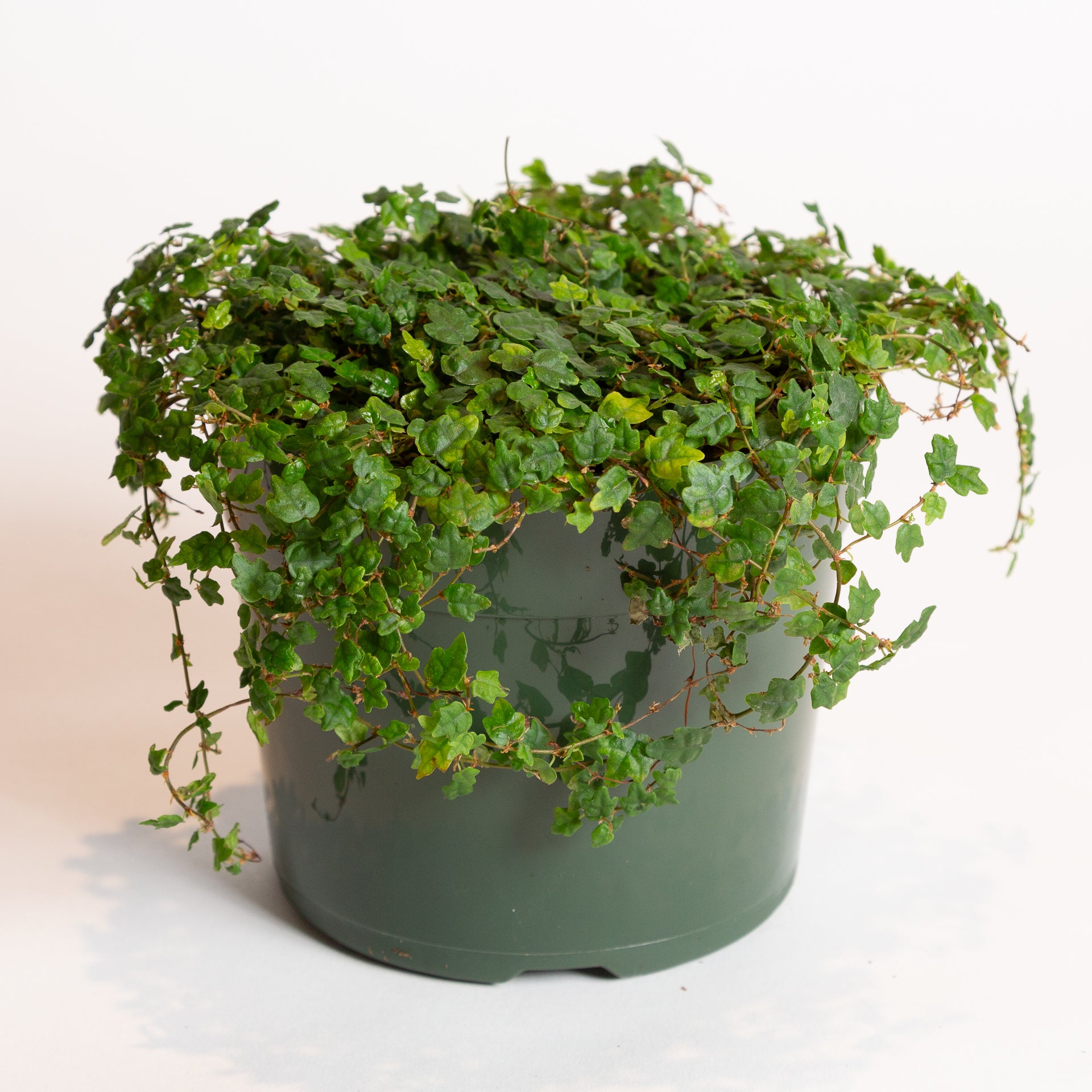 Fig 'String of Frogs' 6" - Urban Sprouts