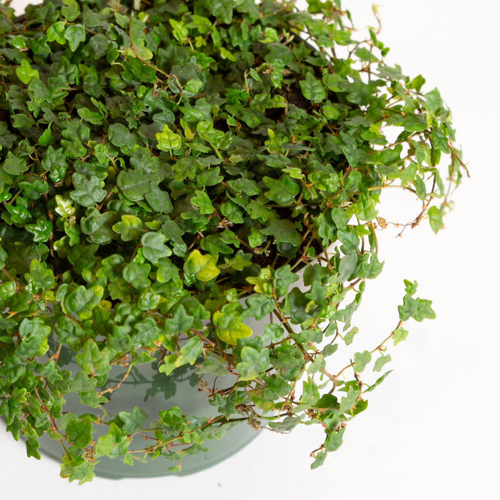 Fig 'String of Frogs' 6" - Urban Sprouts