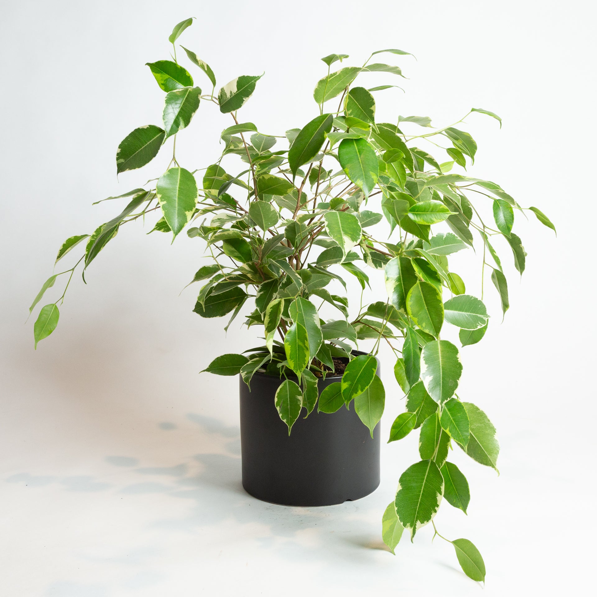 Fig 'Weeping - Spearmint' 6" - Urban Sprouts