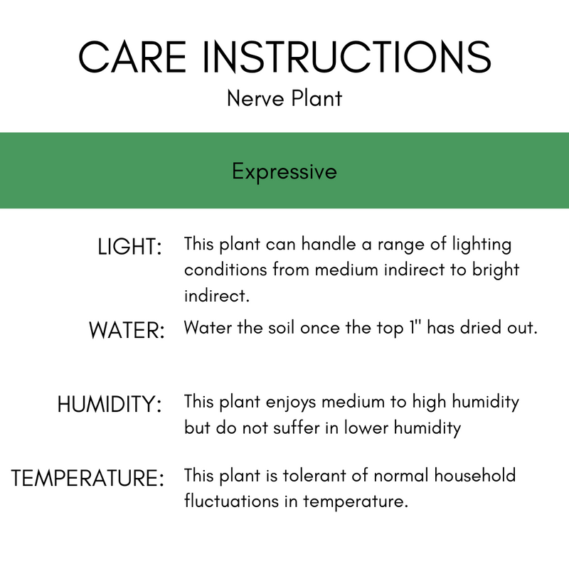 Nerve Plant 'Silver Vein' 4"