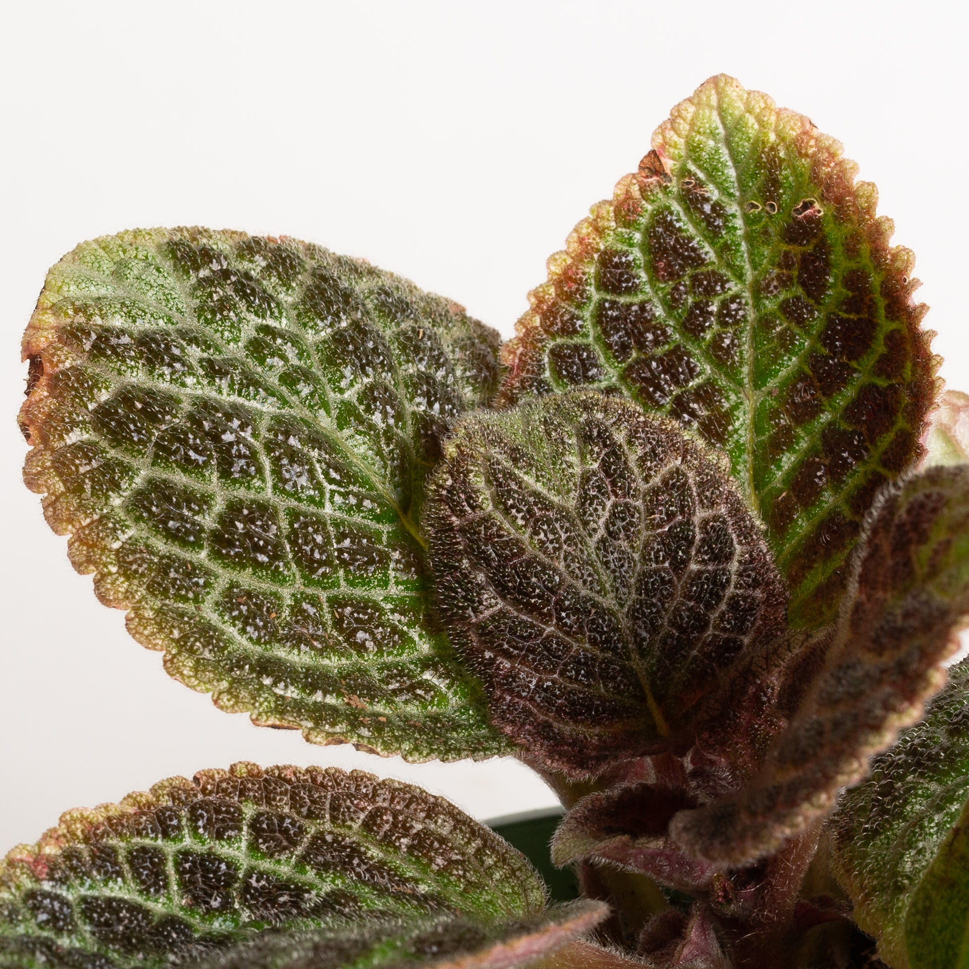 Flame Violet 'Butternut' 4" - Urban Sprouts