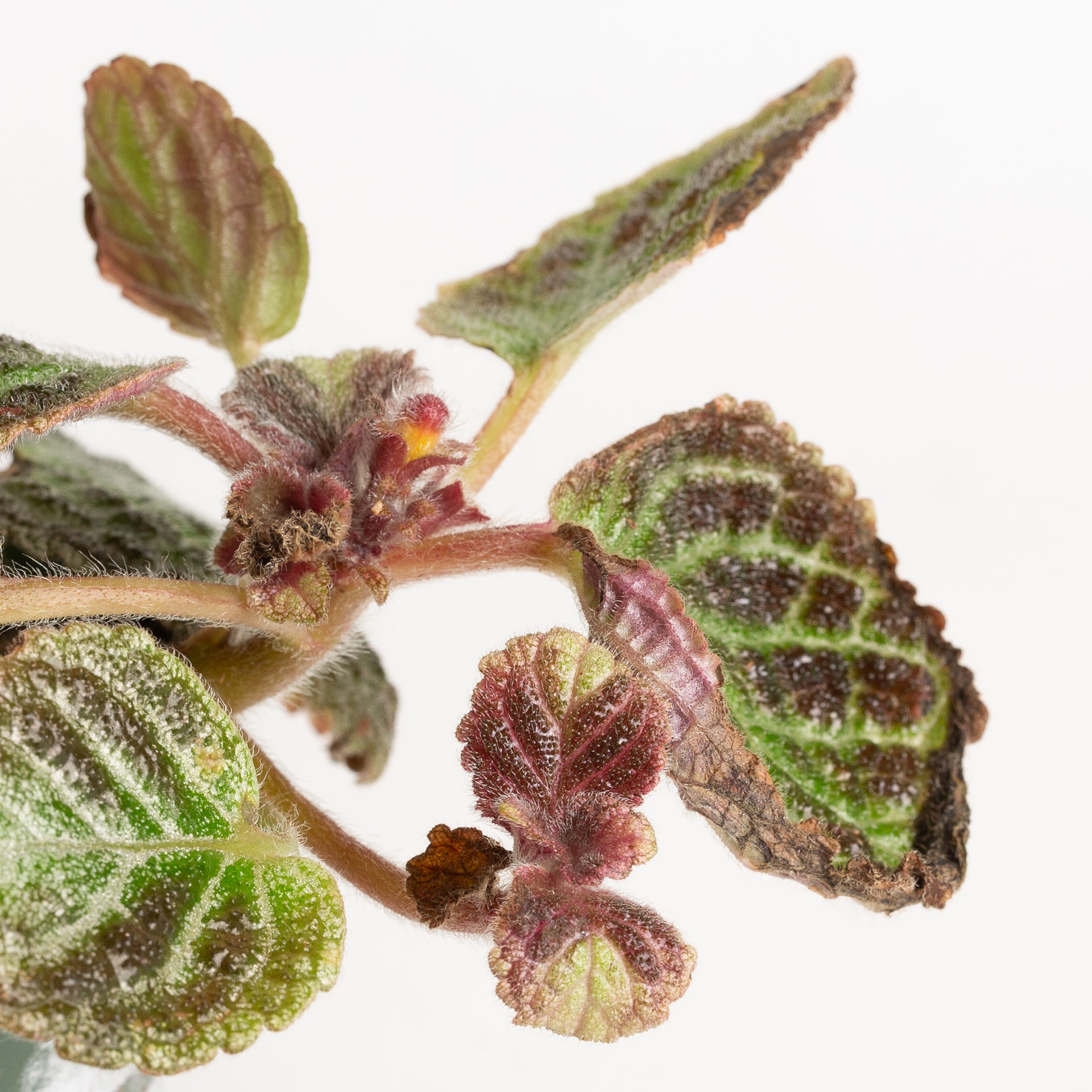 Flame Violet 'Butternut' 4" - Urban Sprouts