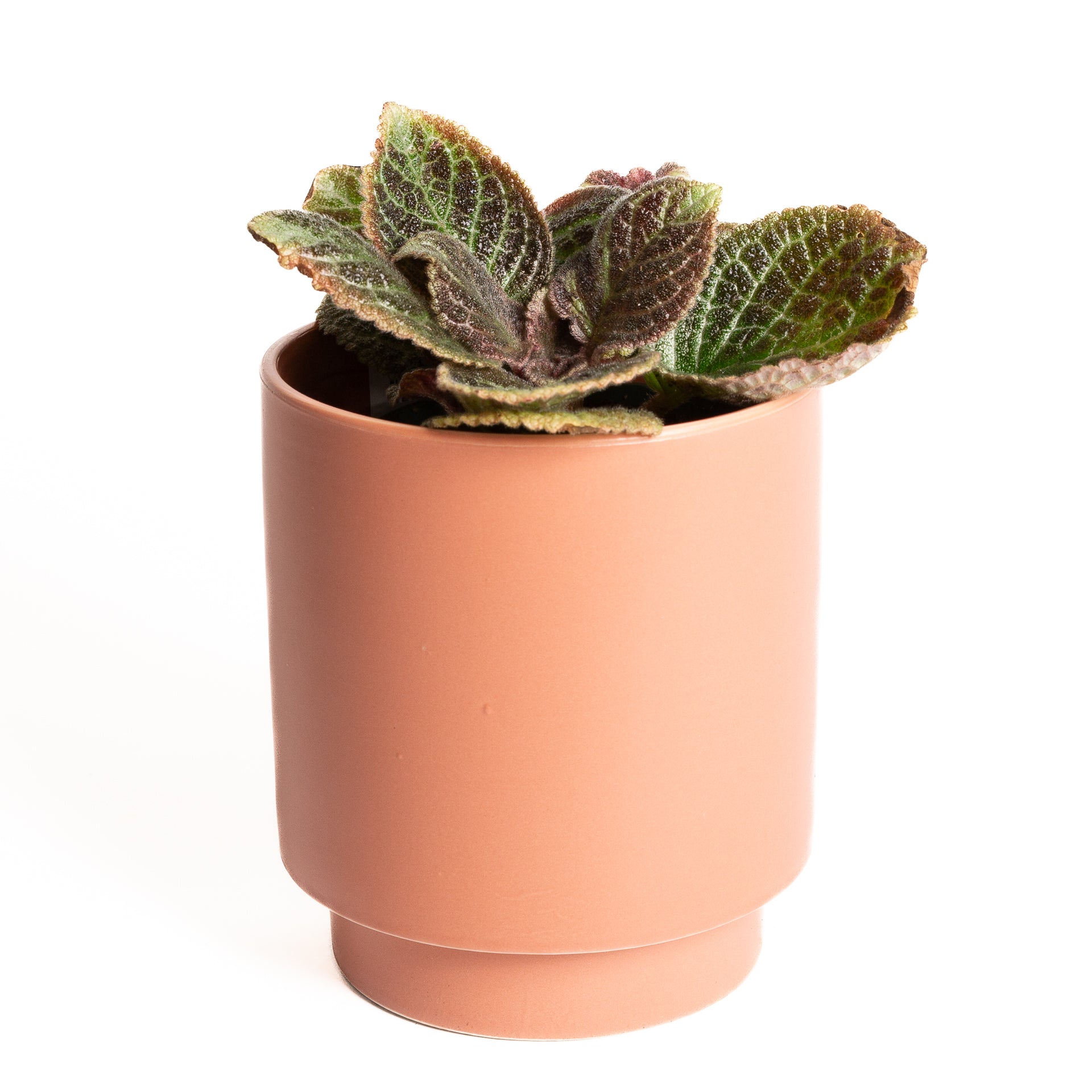 Flame Violet 'Butternut' 4" - Urban Sprouts