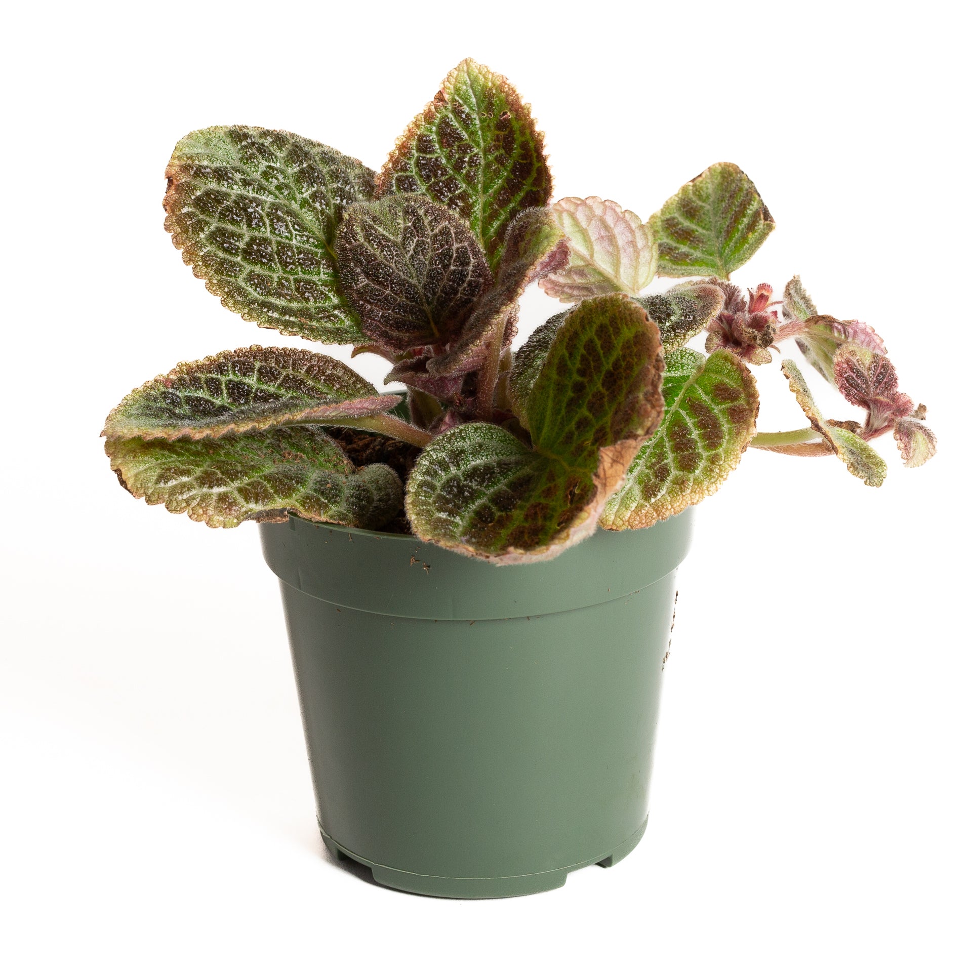 Flame Violet 'Butternut' 4" - Urban Sprouts