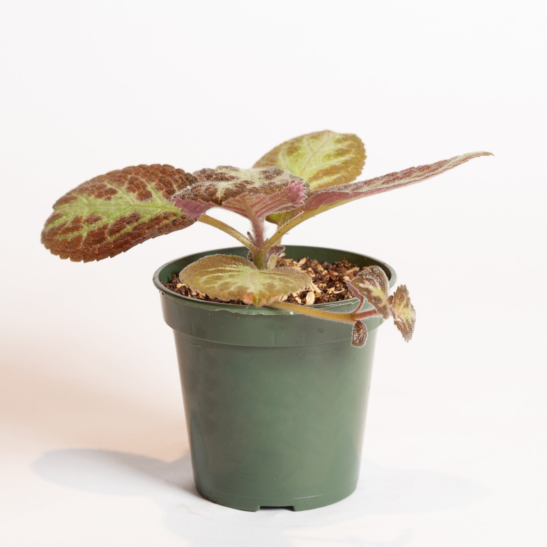 Flame Violet 'Chocolate Soldier' 4" - Urban Sprouts