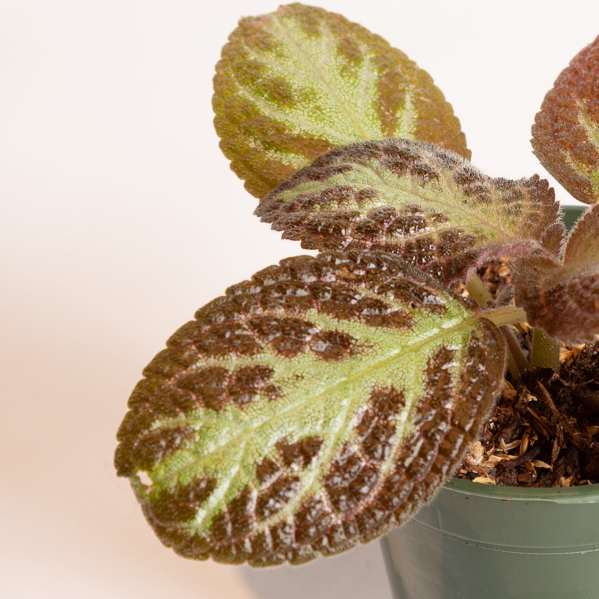 Flame Violet 'Chocolate Soldier' 4" - Urban Sprouts