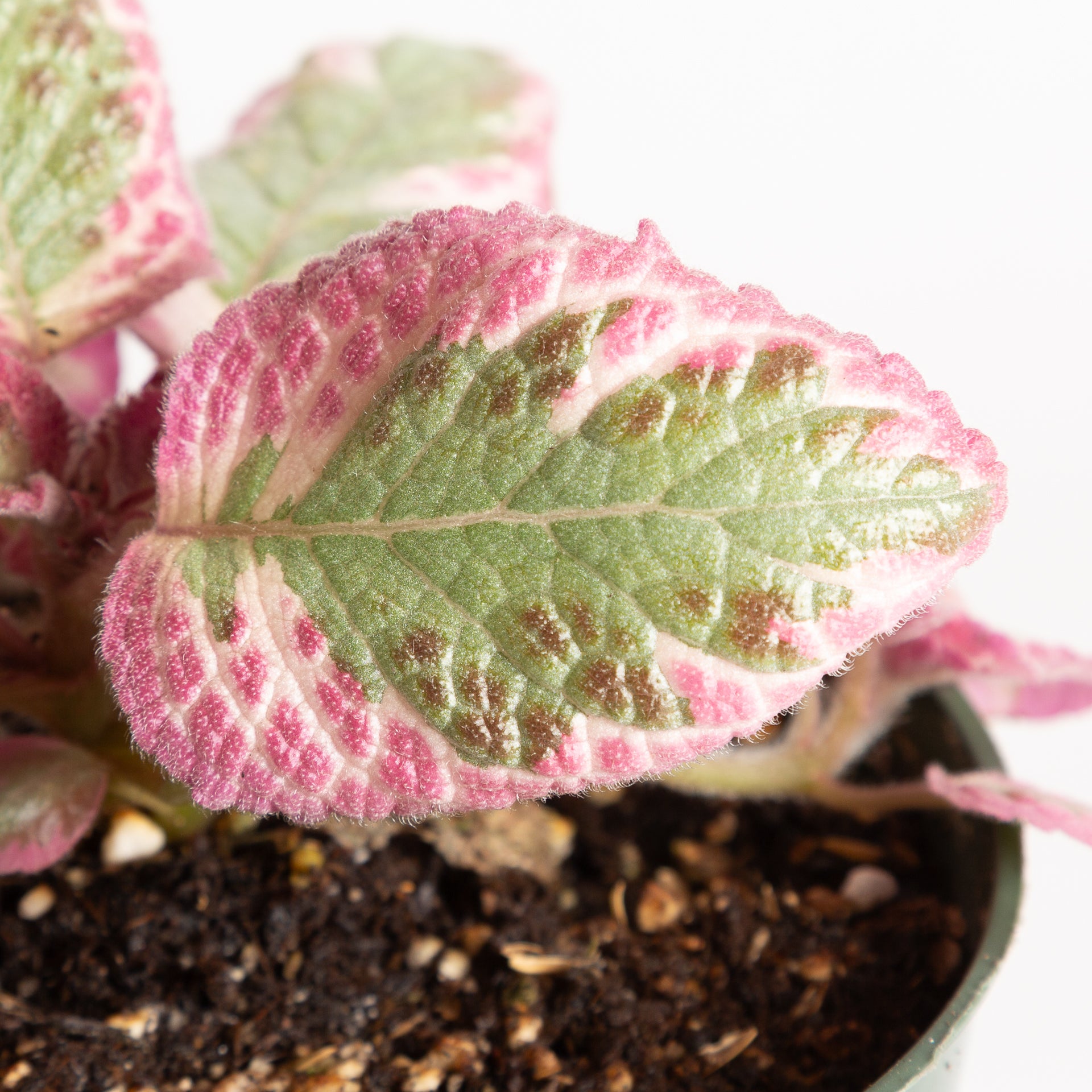 Flame Violet 'Cleopatra' 4" - Urban Sprouts