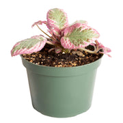Flame Violet 'Cleopatra' 4" - Urban Sprouts