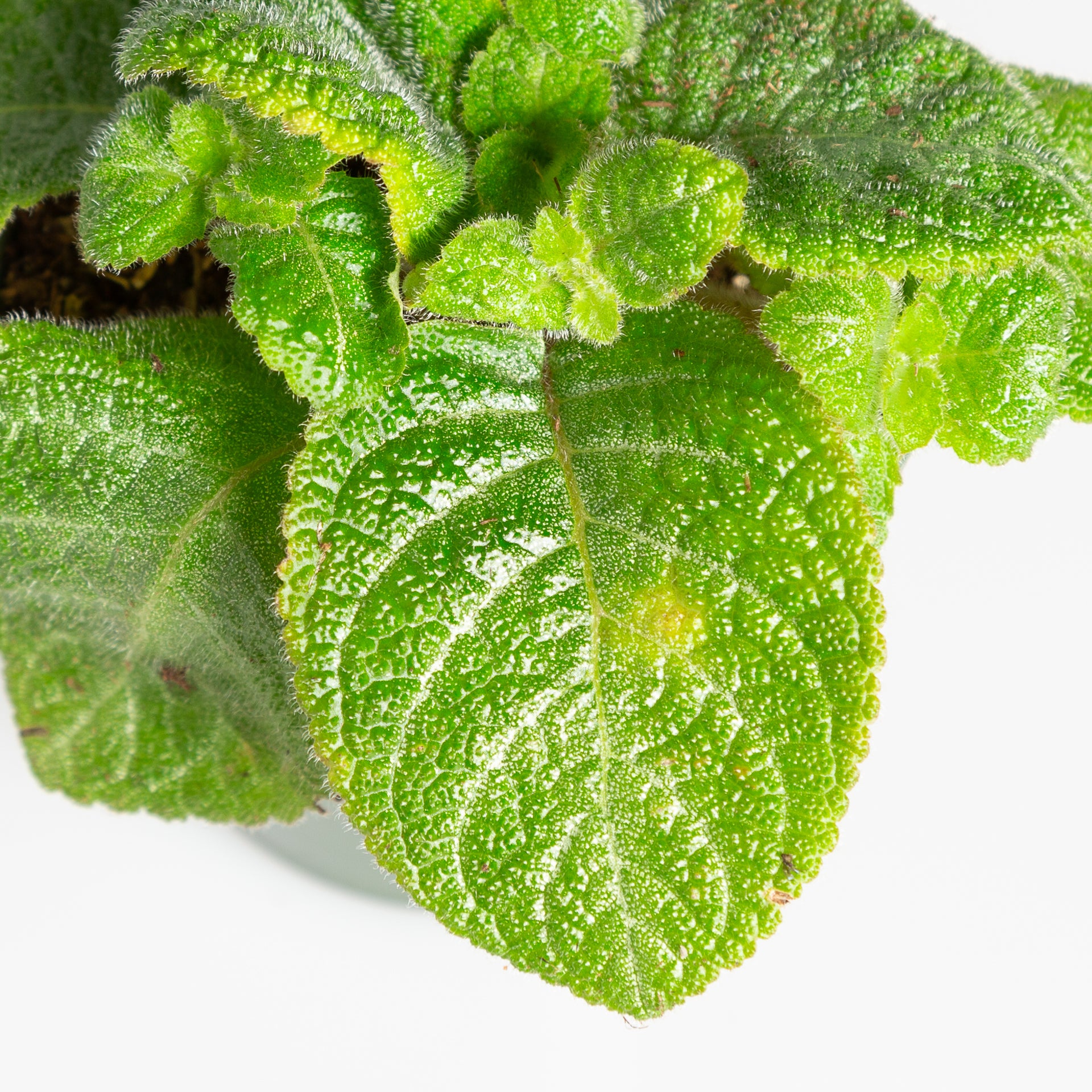 Flame Violet 'Green' 4" - Urban Sprouts