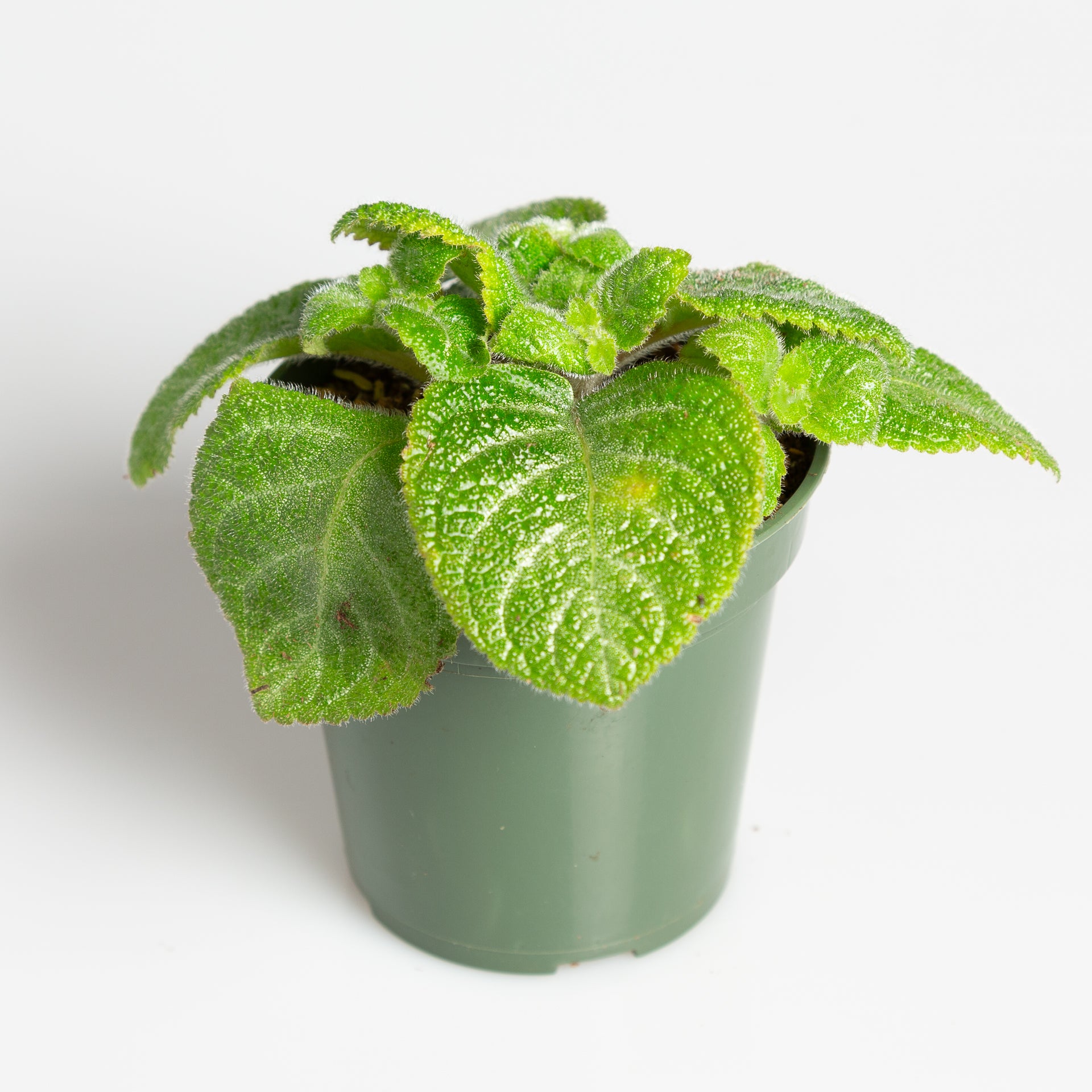 Flame Violet 'Green' 4" - Urban Sprouts