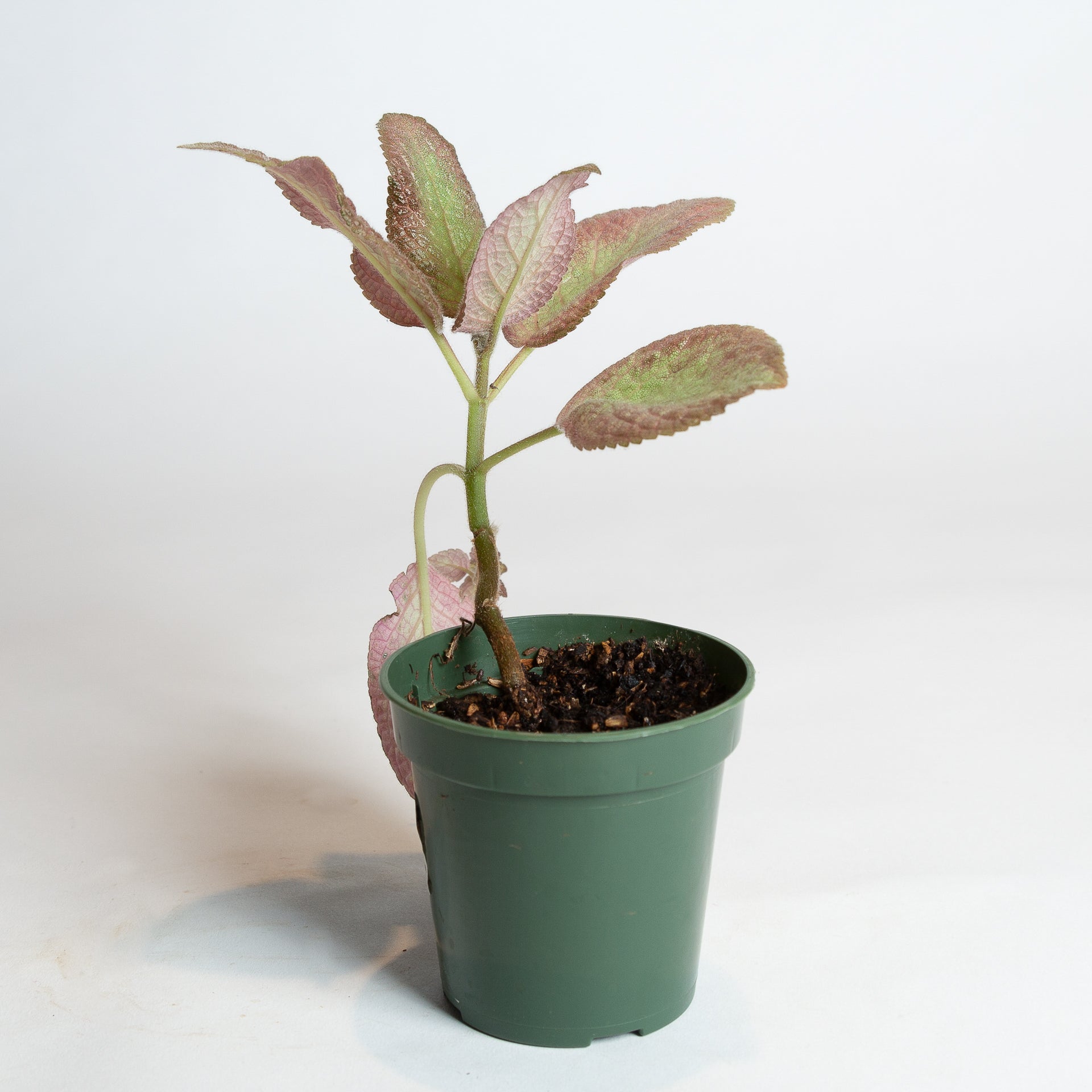 Flame Violet "Pink Panther" 4" - Urban Sprouts