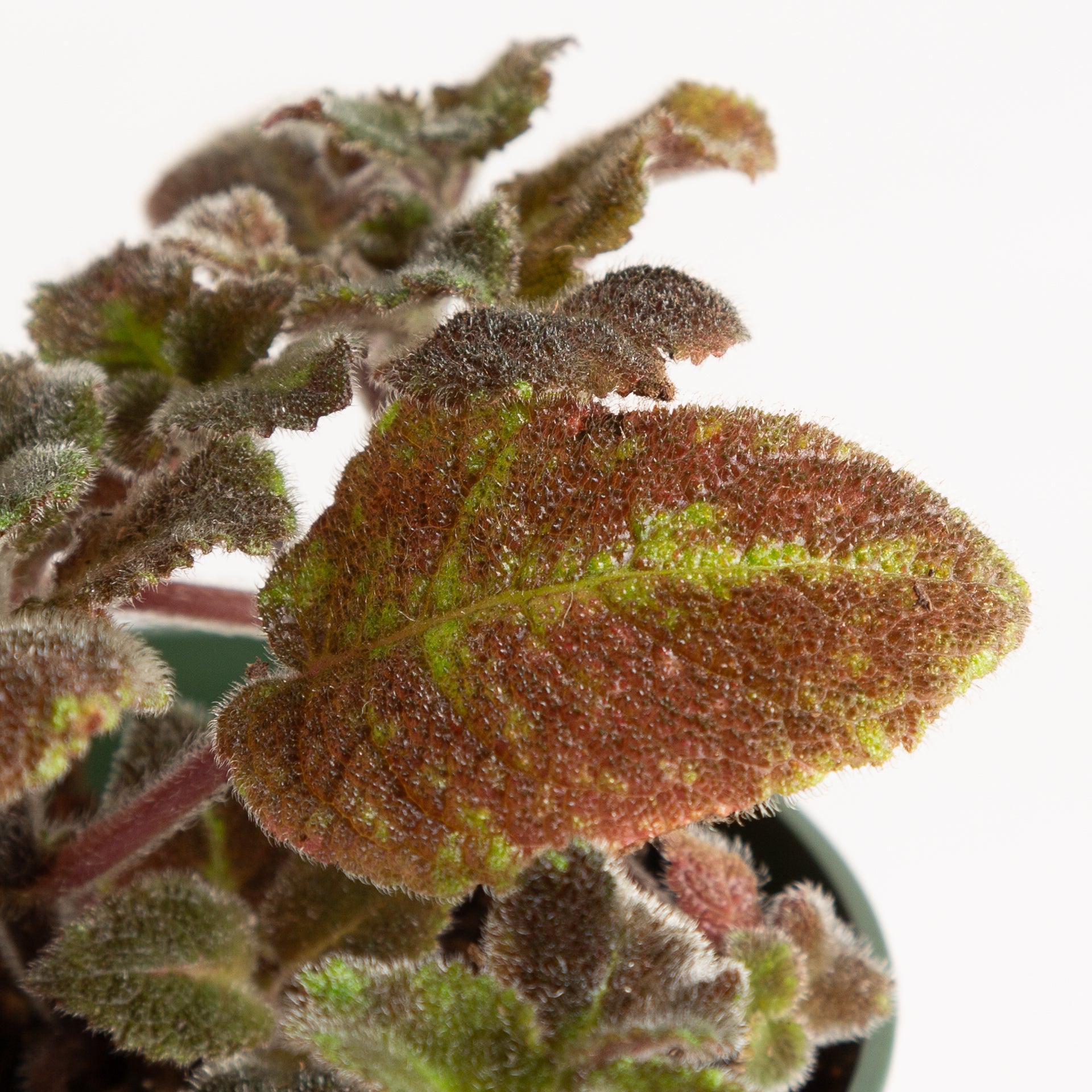 Flame Violet 'Pink Panther' 4" - Urban Sprouts