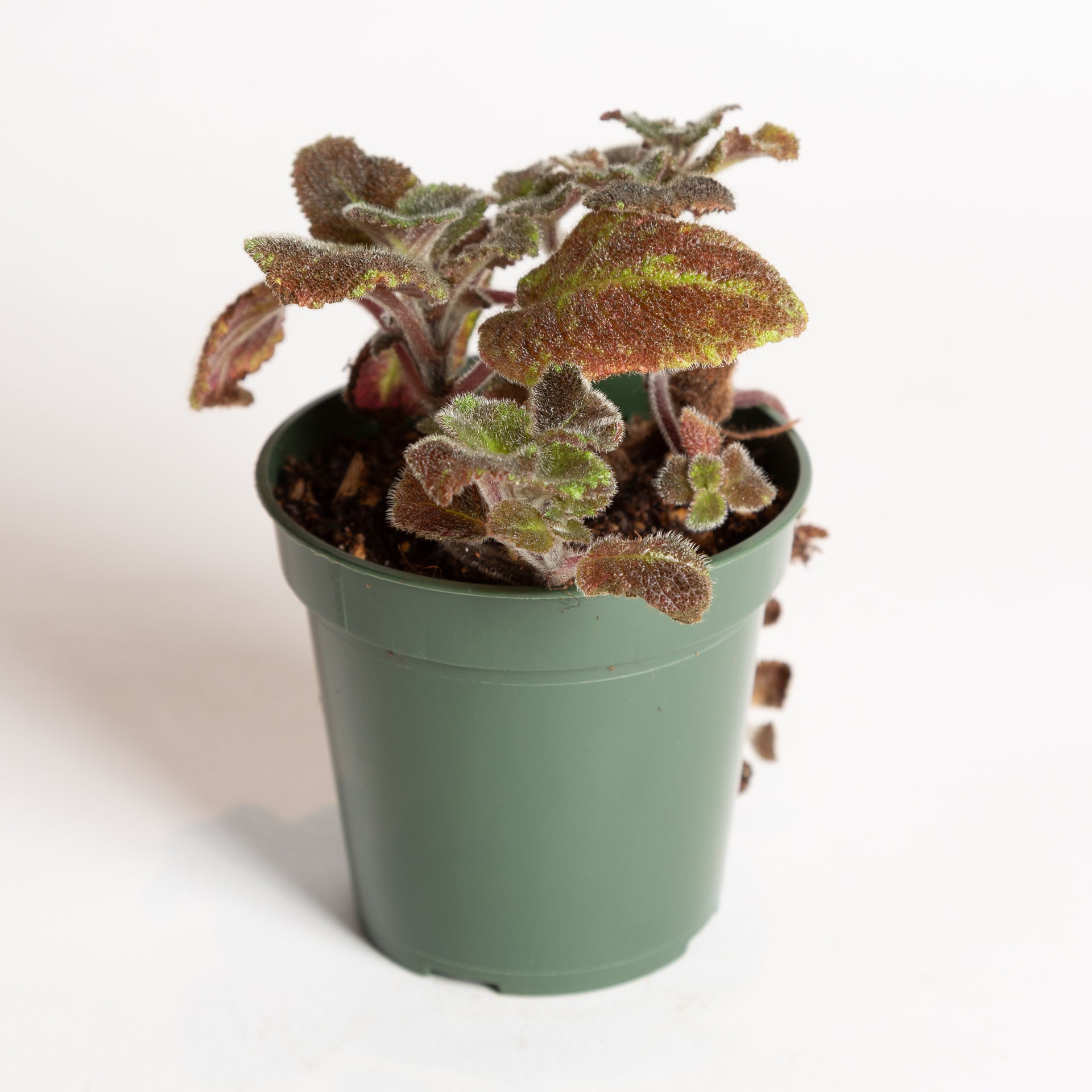 Flame Violet 'Pink Panther' 4" - Urban Sprouts