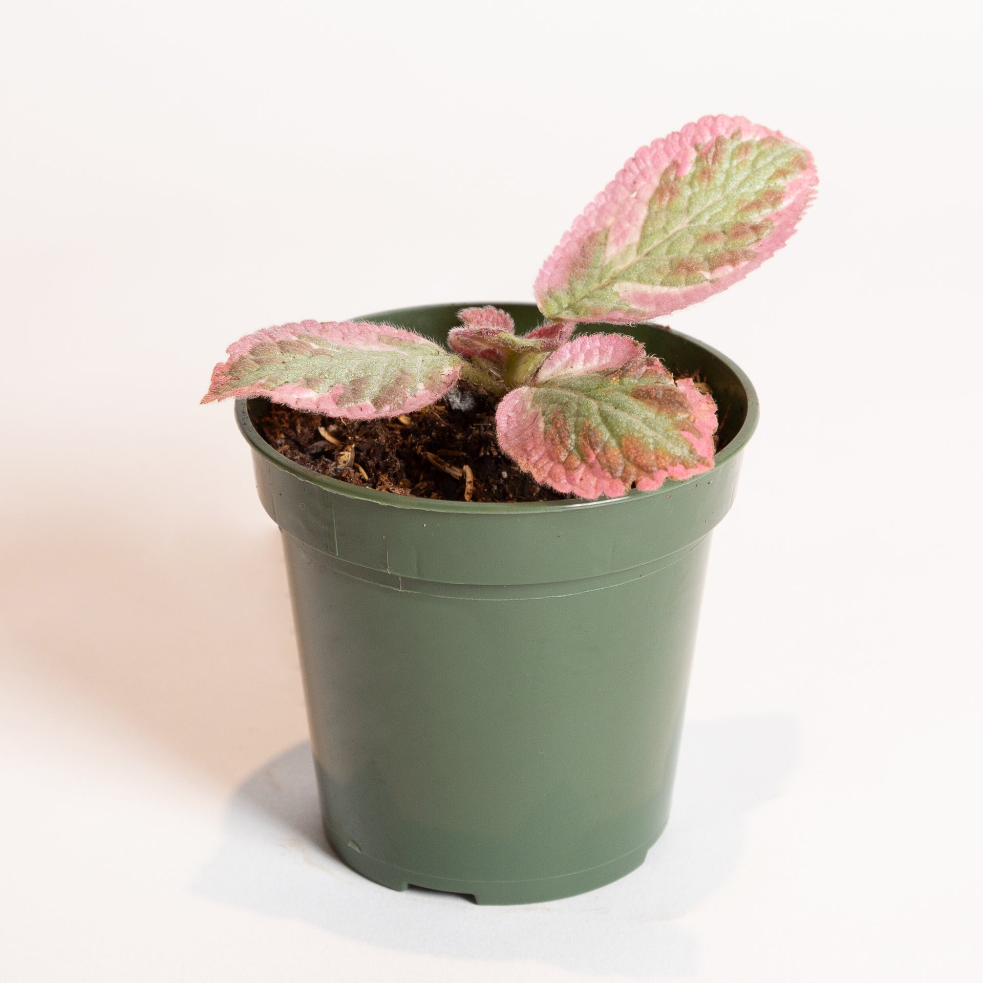 Flame Violet 'Pink Smoke' 4" - Urban Sprouts