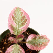 Flame Violet 'Pink Smoke' 4" - Urban Sprouts