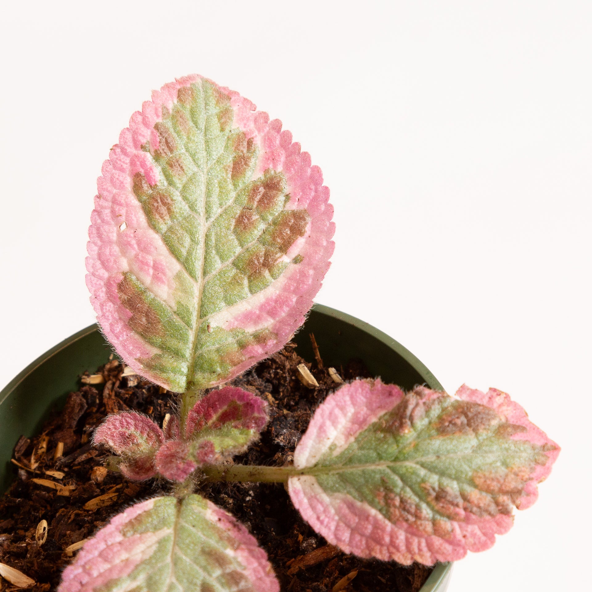 Flame Violet 'Pink Smoke' 4" - Urban Sprouts