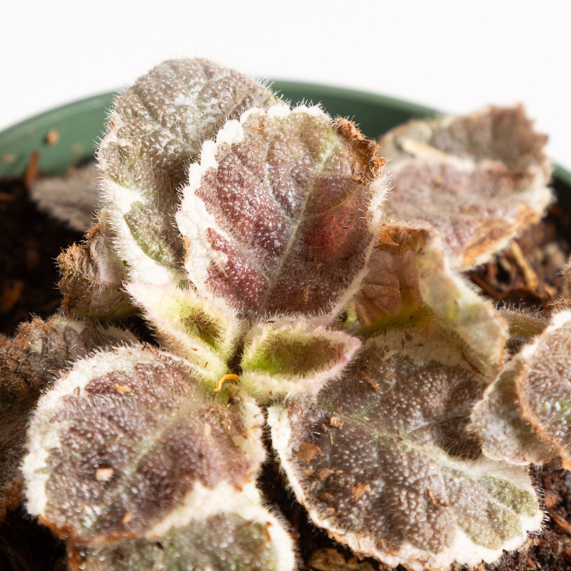 Flame Violet 'Scarlett' 4" - Urban Sprouts