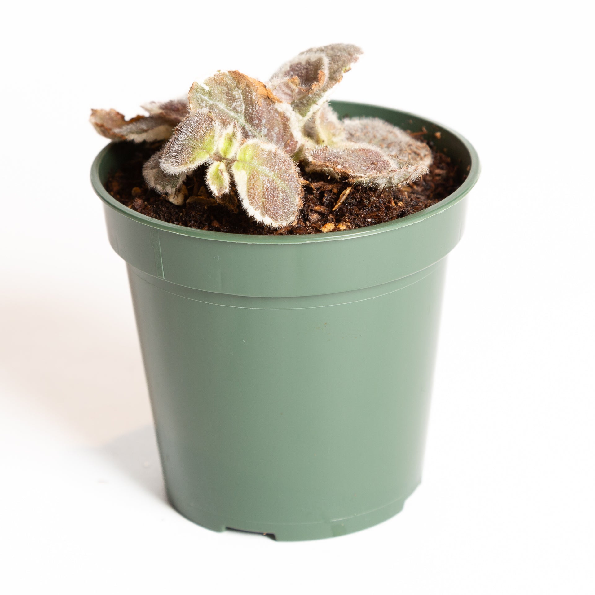 Flame Violet 'Scarlett' 4" - Urban Sprouts