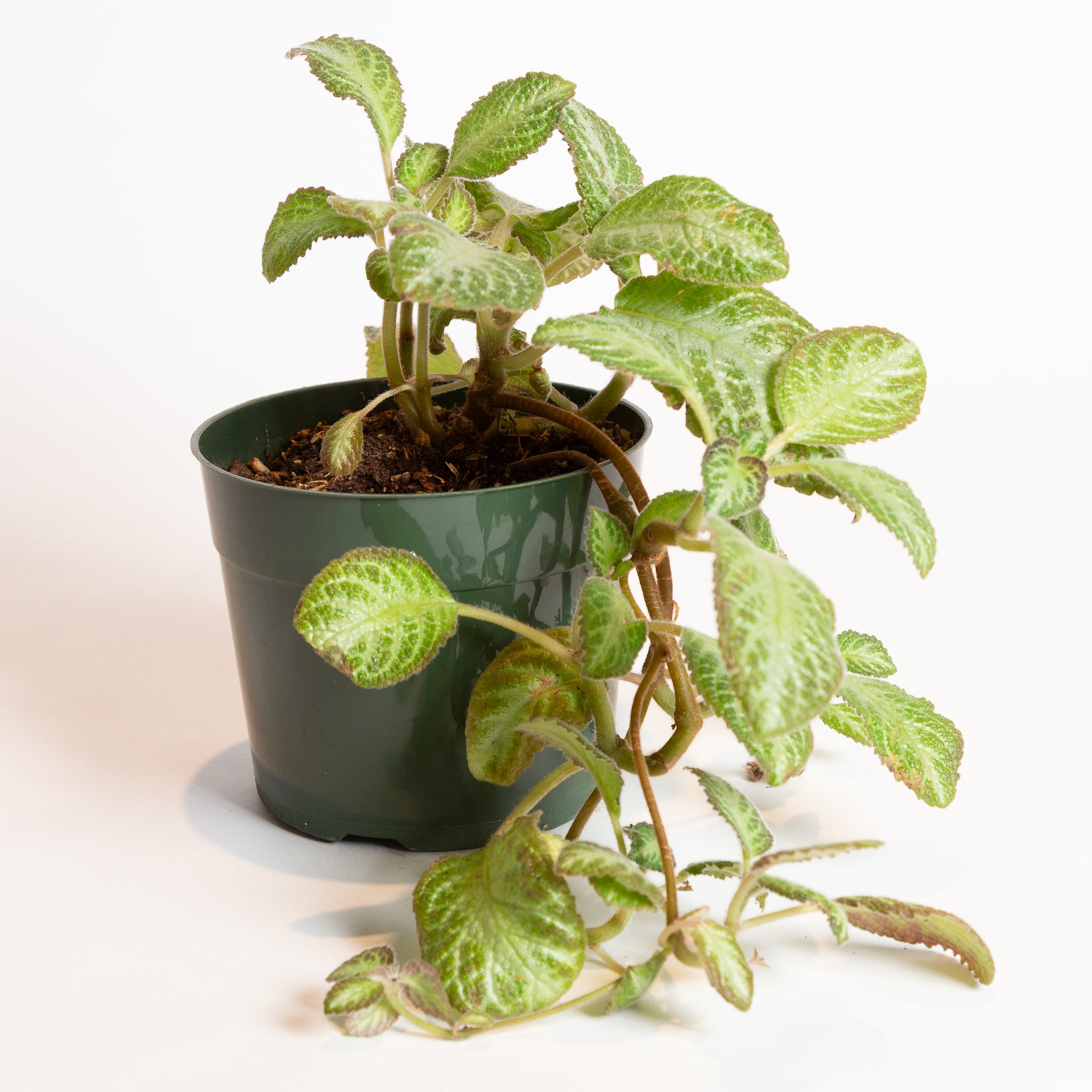 Flame Violet 'Serena' 6" - Urban Sprouts