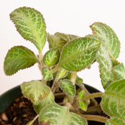 Flame Violet 'Serena' 6" - Urban Sprouts
