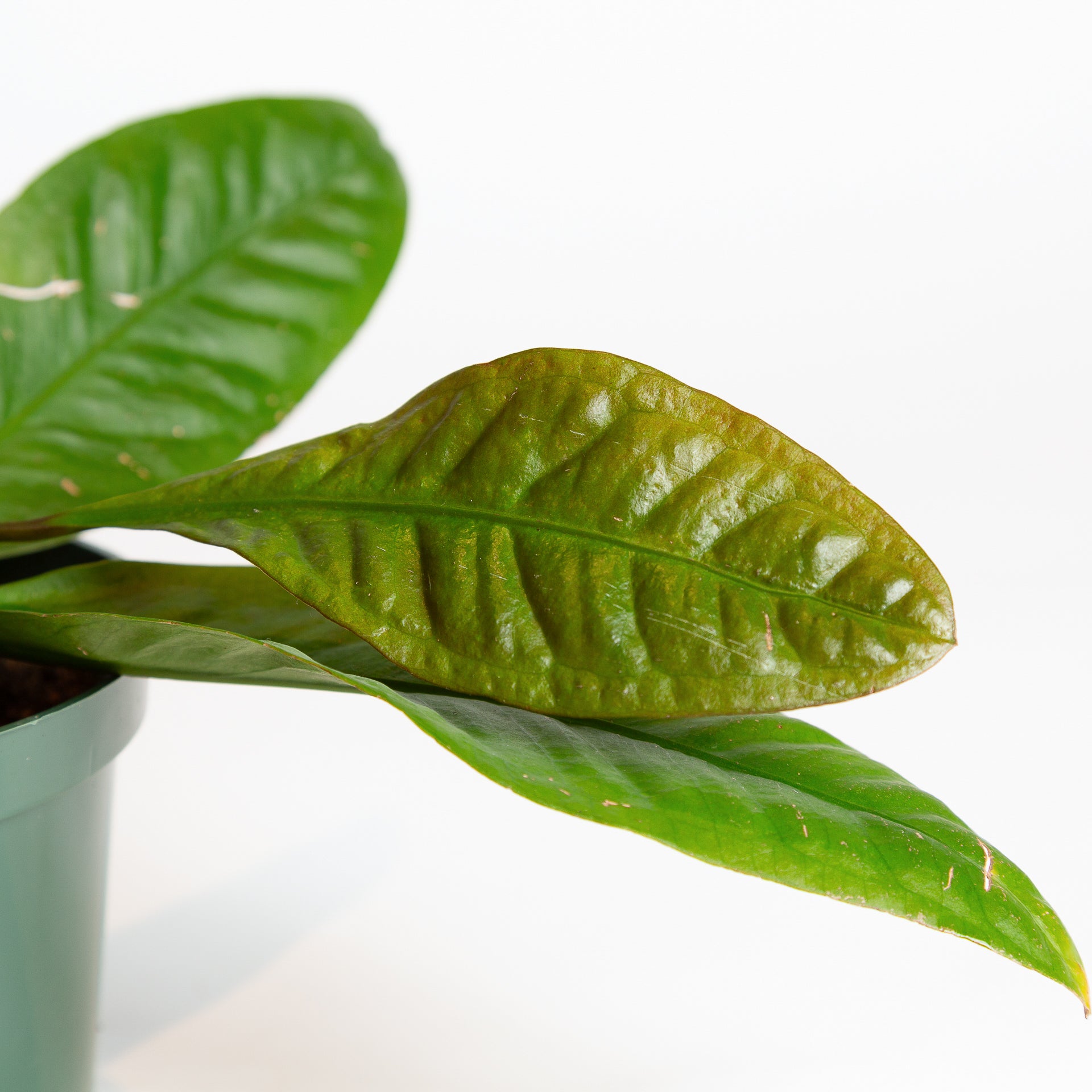 Flamingo Flower 'Bird's Nest' 6" - Urban Sprouts