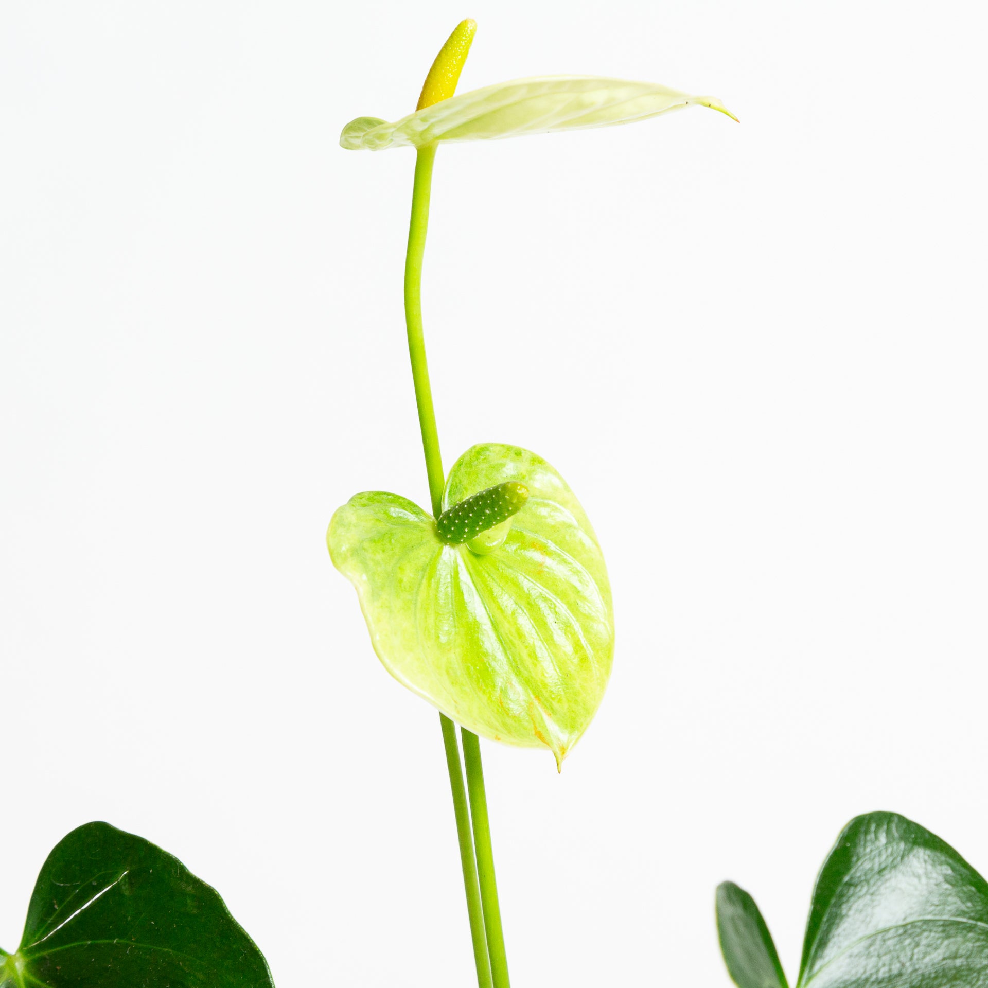 Flamingo Flower 'Green Jade' 6" - Urban Sprouts