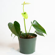 Flamingo Flower 'Green Jade' 6" - Urban Sprouts
