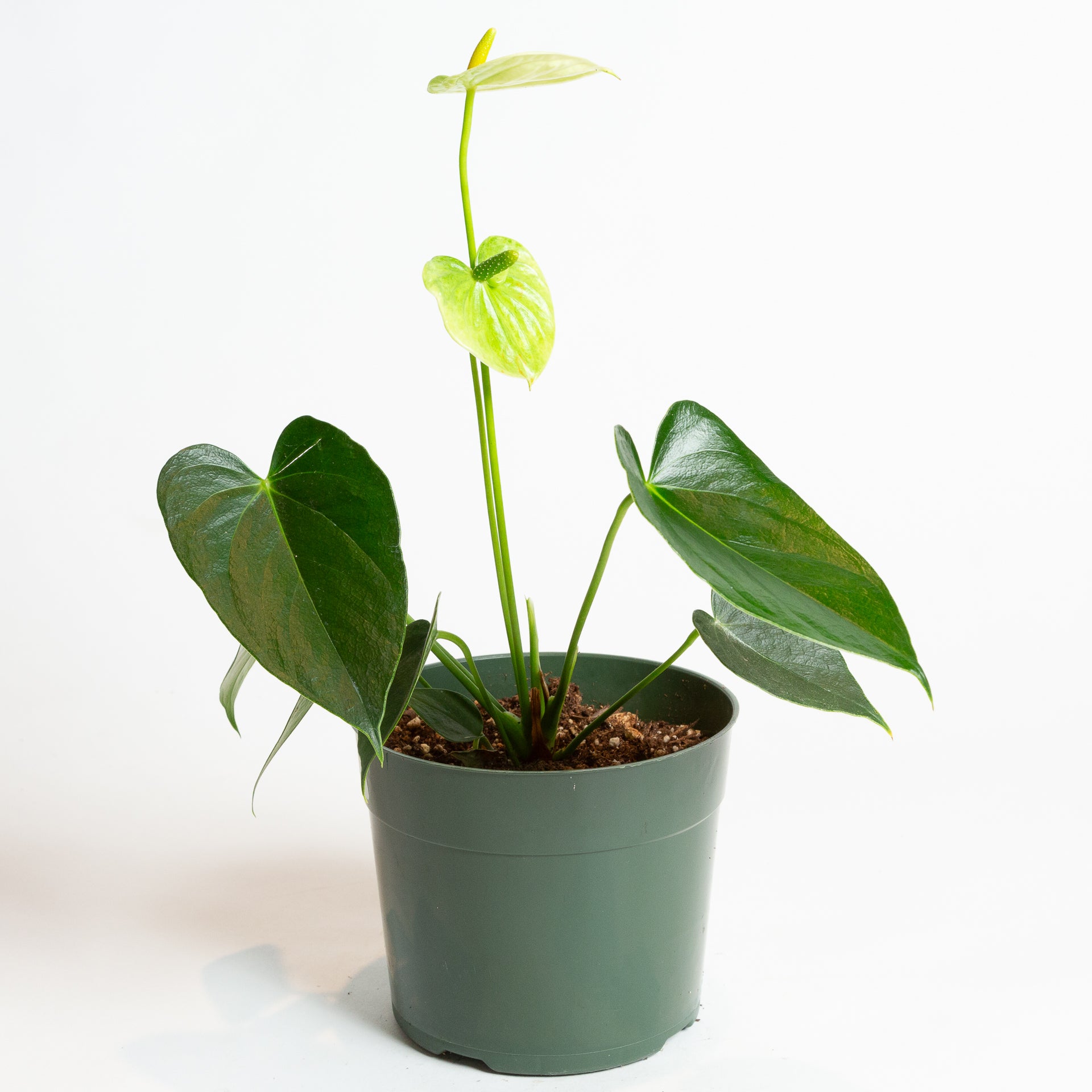 Flamingo Flower 'Green Jade' 6" - Urban Sprouts