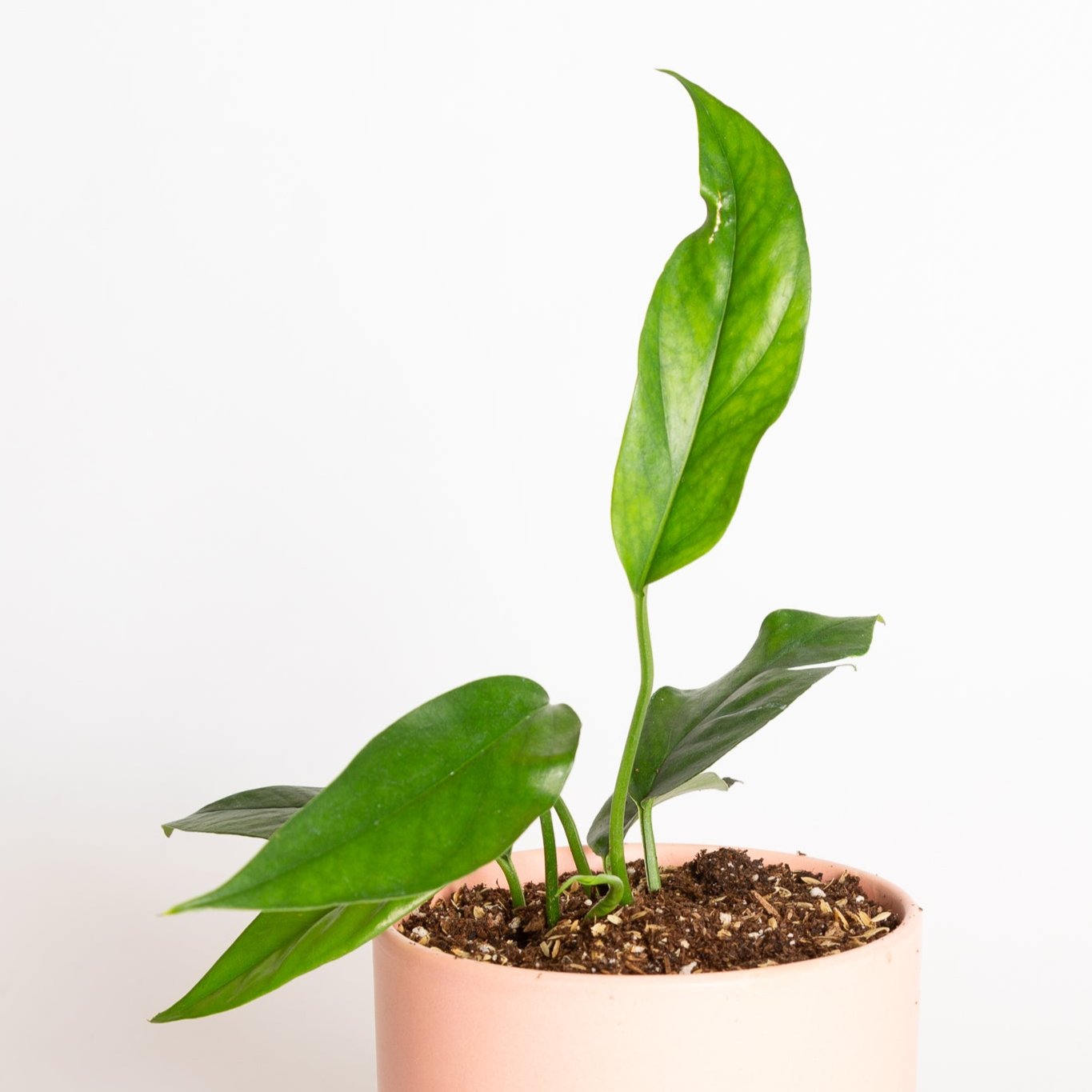 Flamingo Flower 'Hookeri' 4" - Urban Sprouts