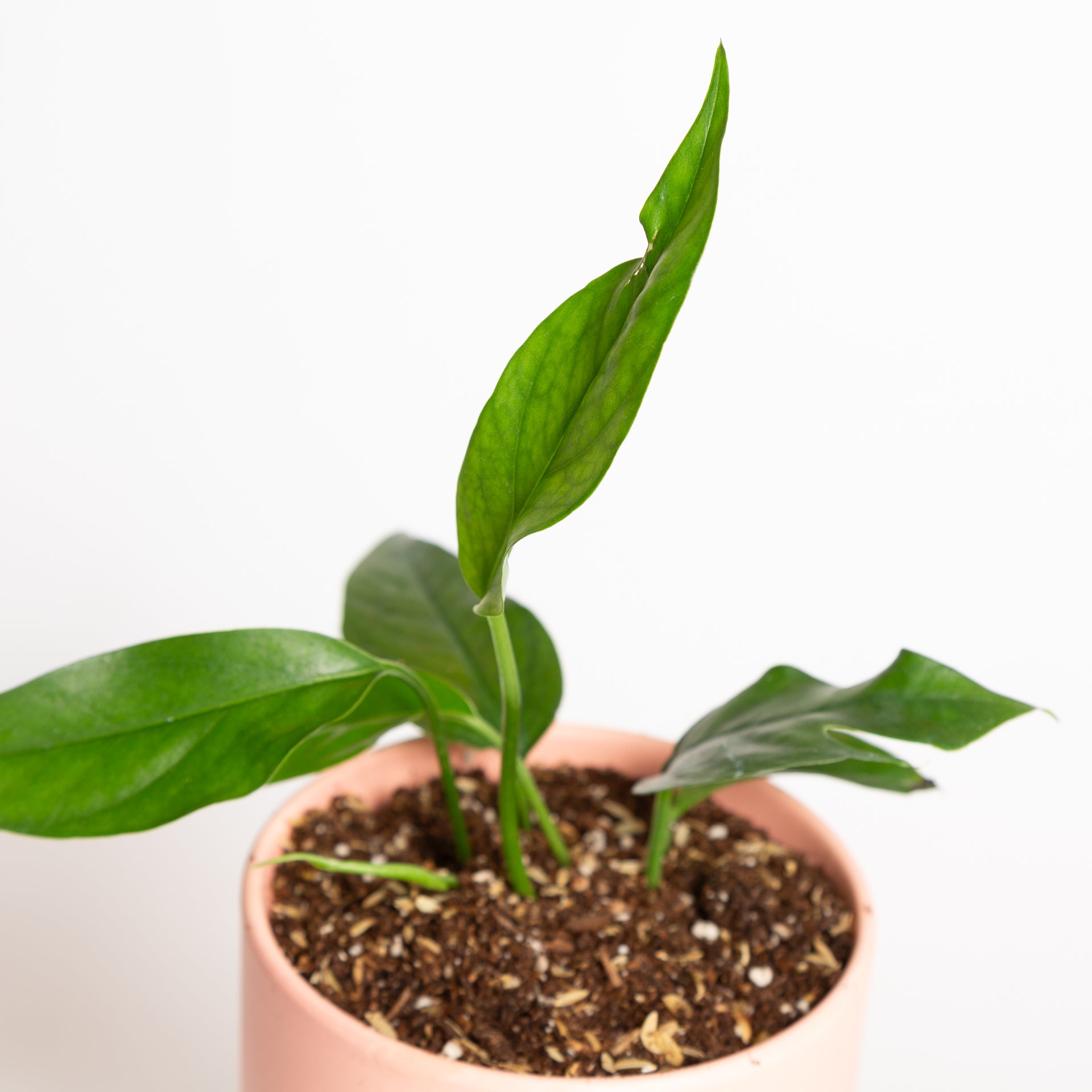 Flamingo Flower 'Hookeri' 4" - Urban Sprouts