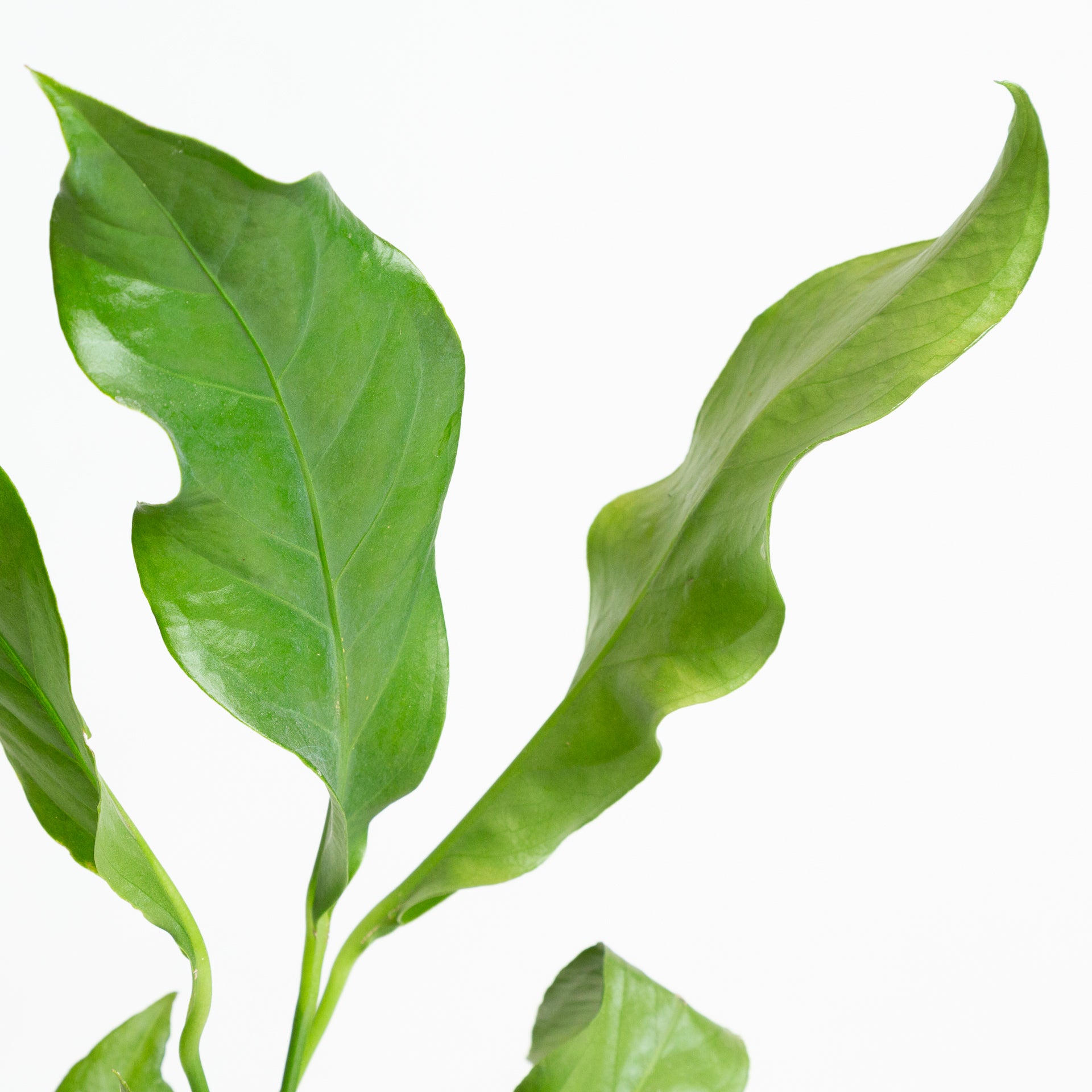 Flamingo Flower 'Hookeri' 6" - Urban Sprouts