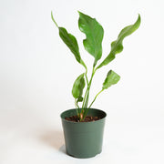 Flamingo Flower 'Hookeri' 6" - Urban Sprouts
