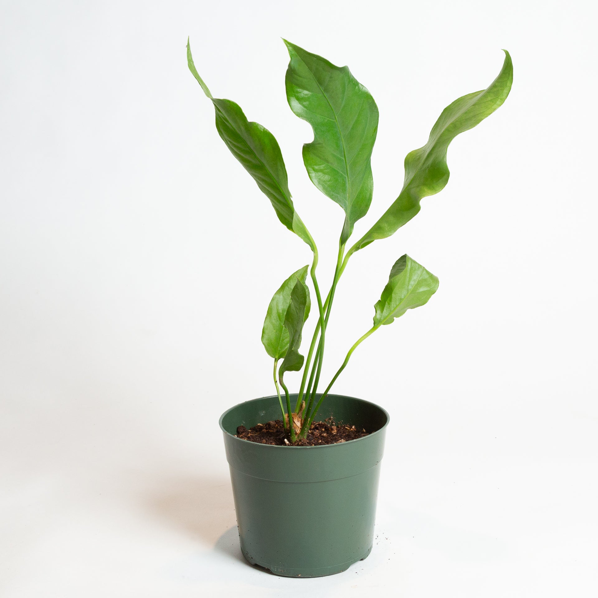 Flamingo Flower 'Hookeri' 6" - Urban Sprouts