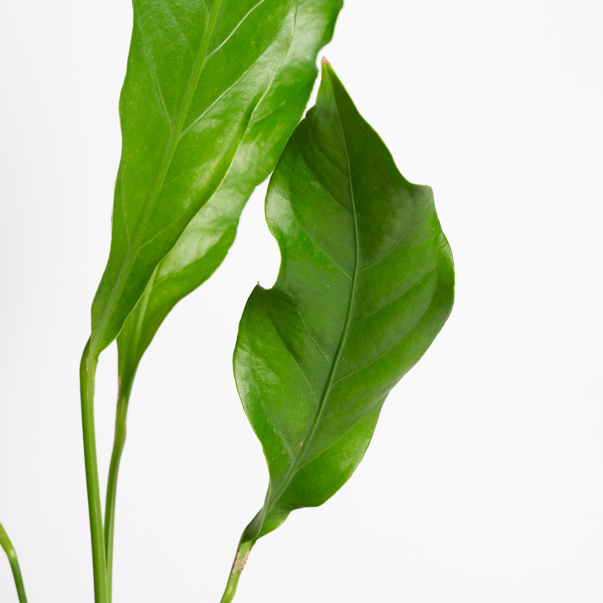 Flamingo Flower 'Hookeri' 8"